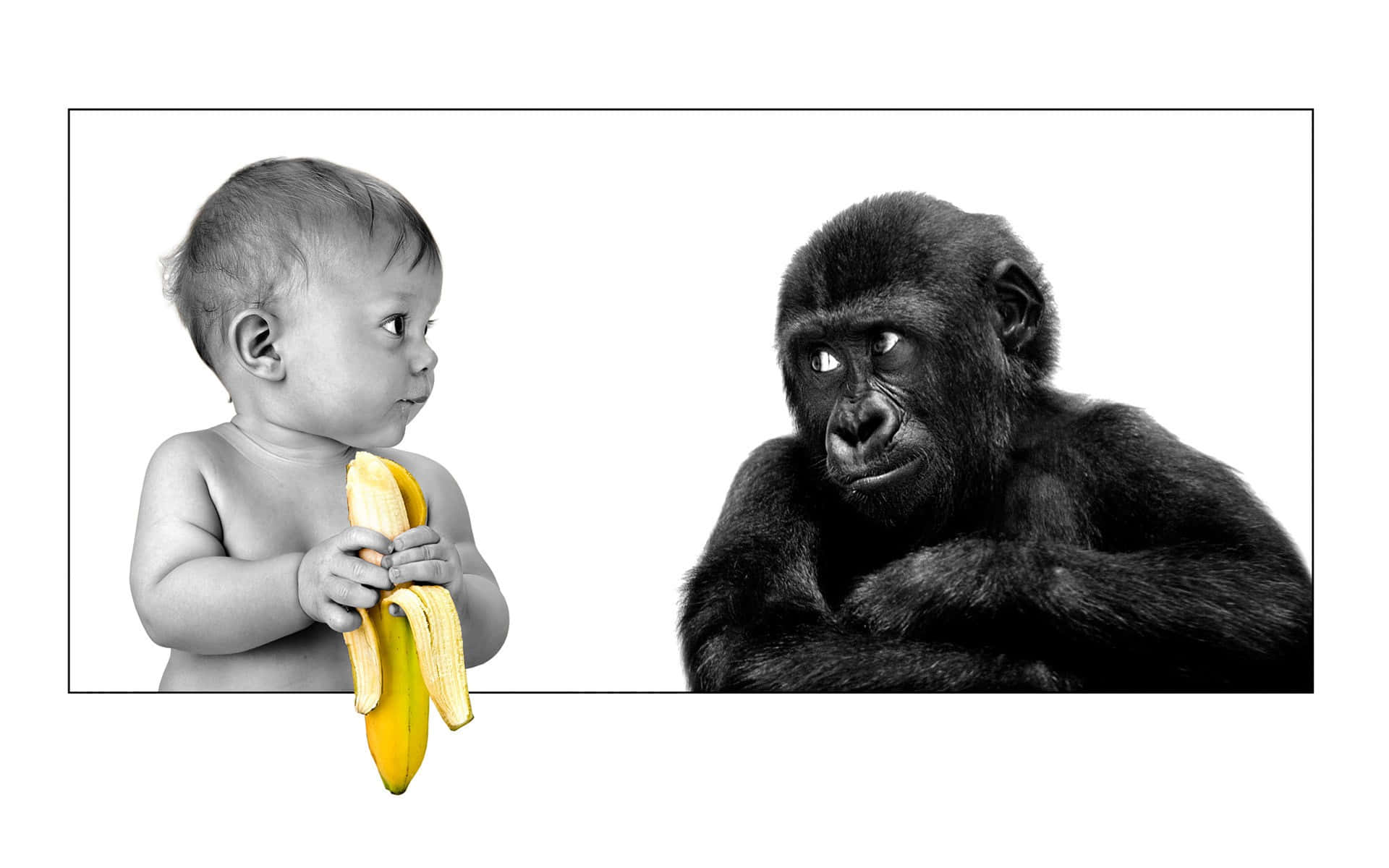 Sfondodivertente Di Un Bebè E Un Gorilla
