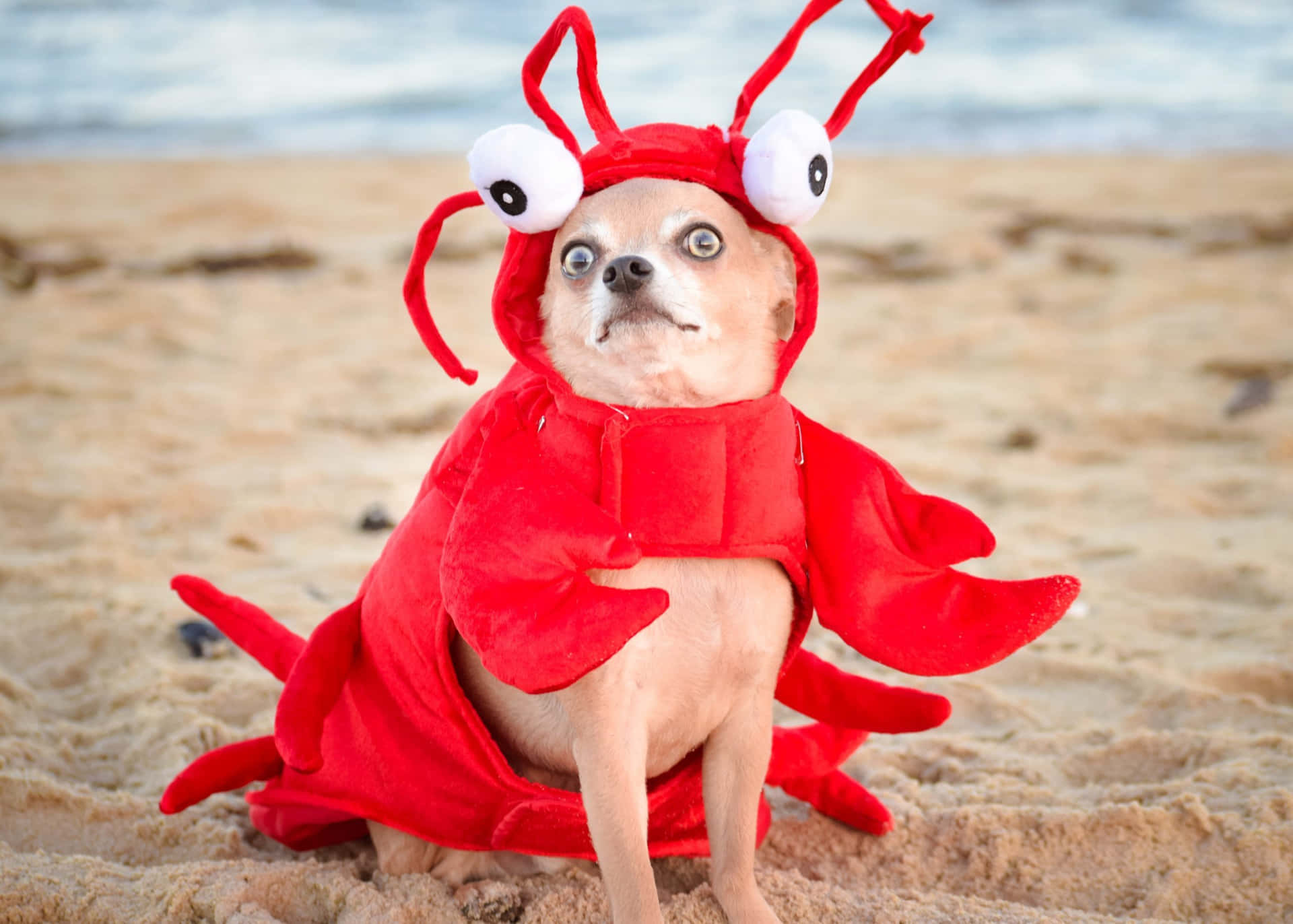 Funny Dog Wearing Lobster Costume Background