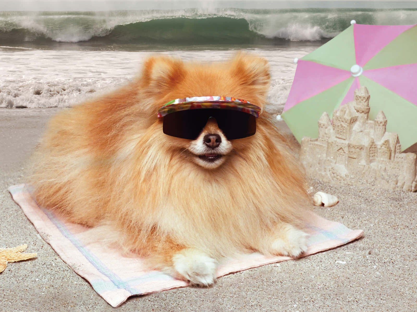 Pomeranian Sunbathing Funny Beach Picture