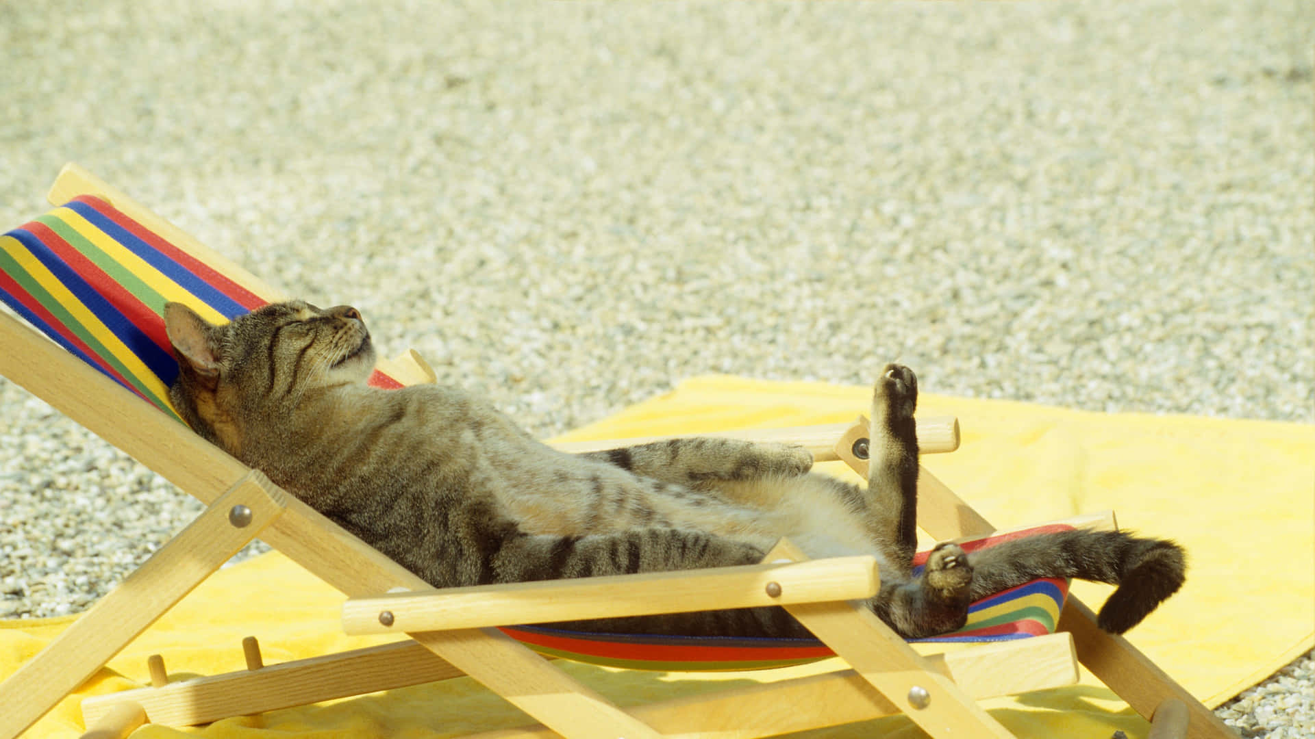 Funny Beach Cat Sunbathing Picture