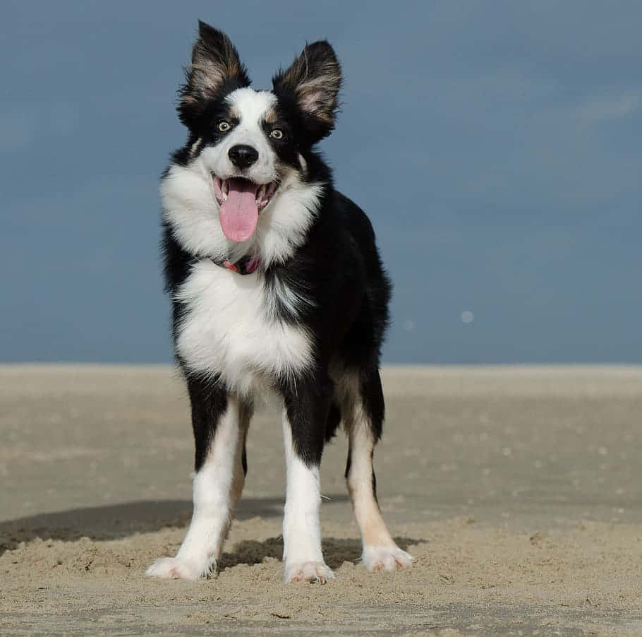 Border Collie Dog Funny Beach Picture
