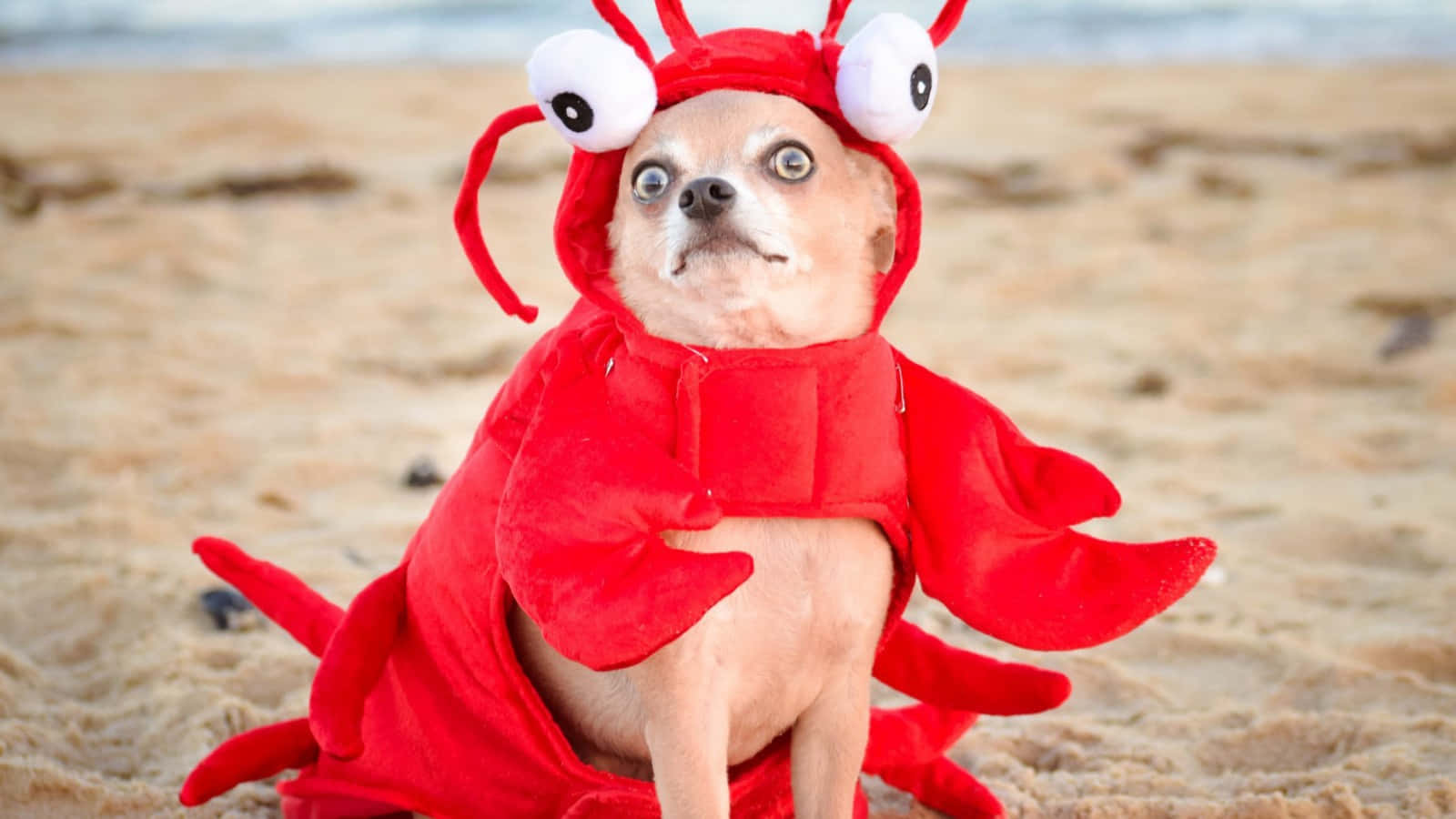 Funny Beach Lobster Dog Picture