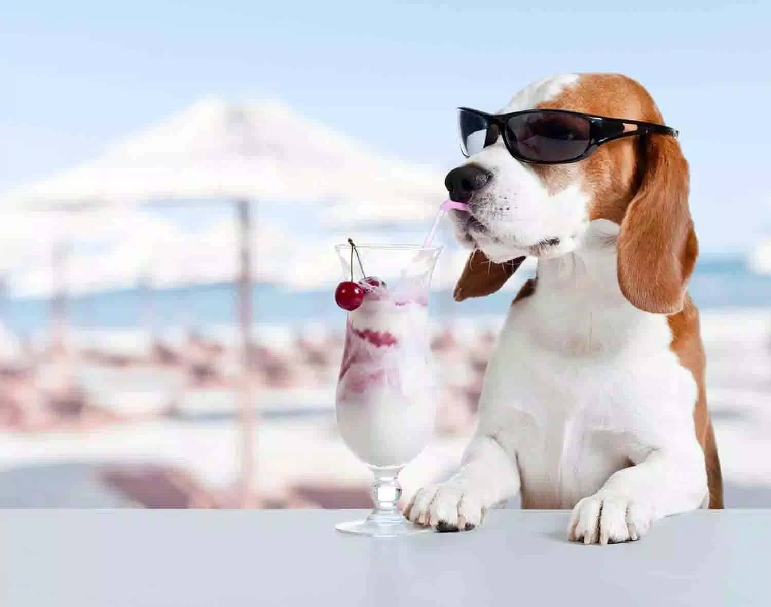 Funny Beach Beagle With Shades Picture
