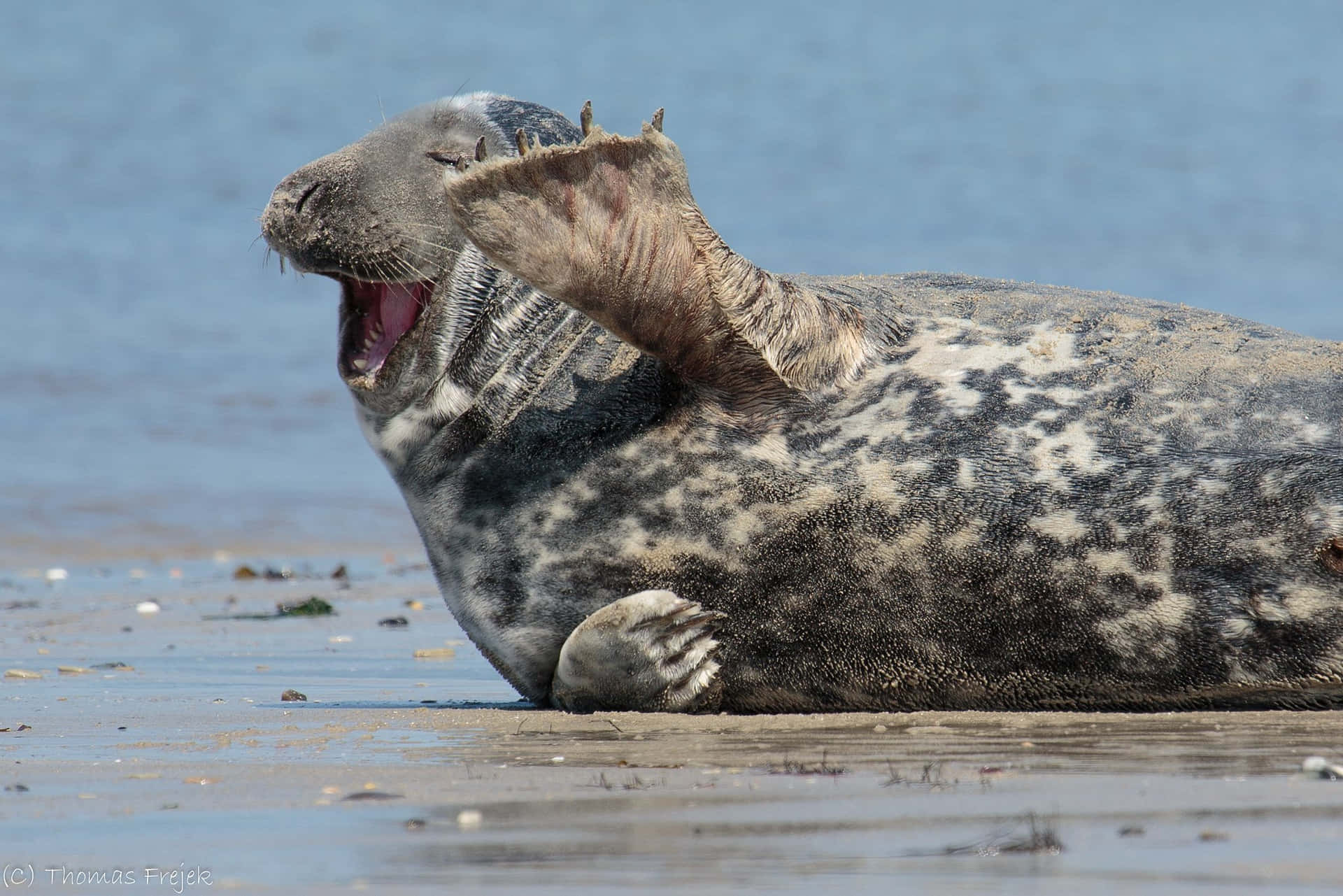 Funny Beach Smiling Seal Picture