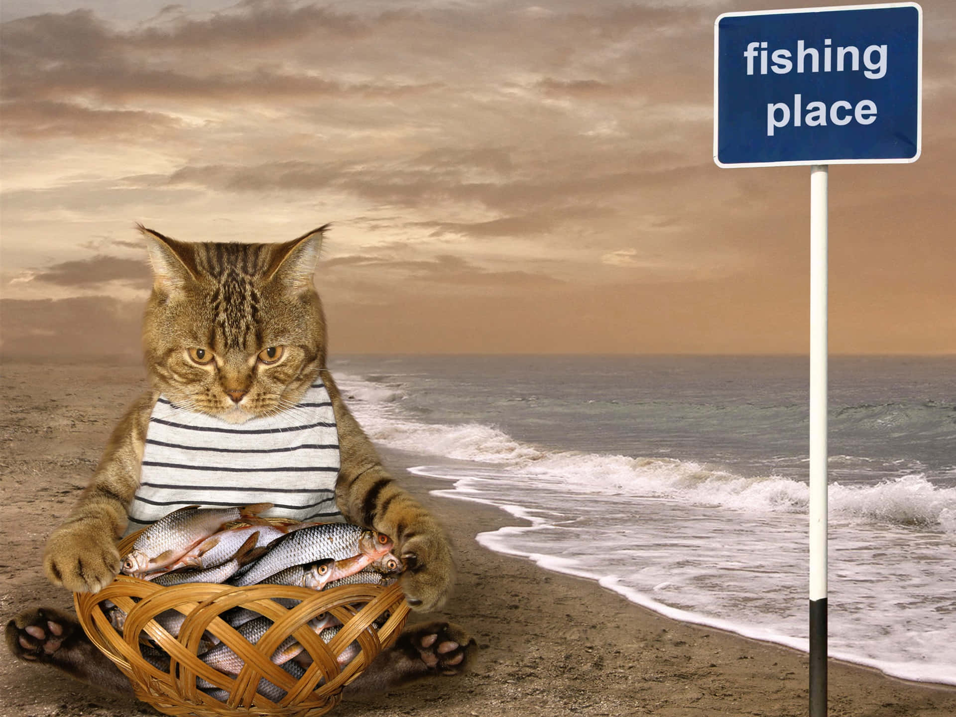 Funny Beach Cat On Basket With Fish Picture