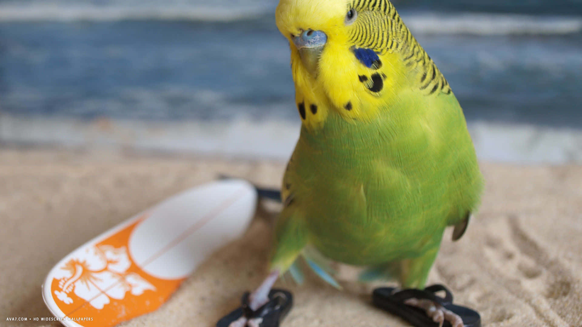 Funny Beach Green Bird Surfing Picture