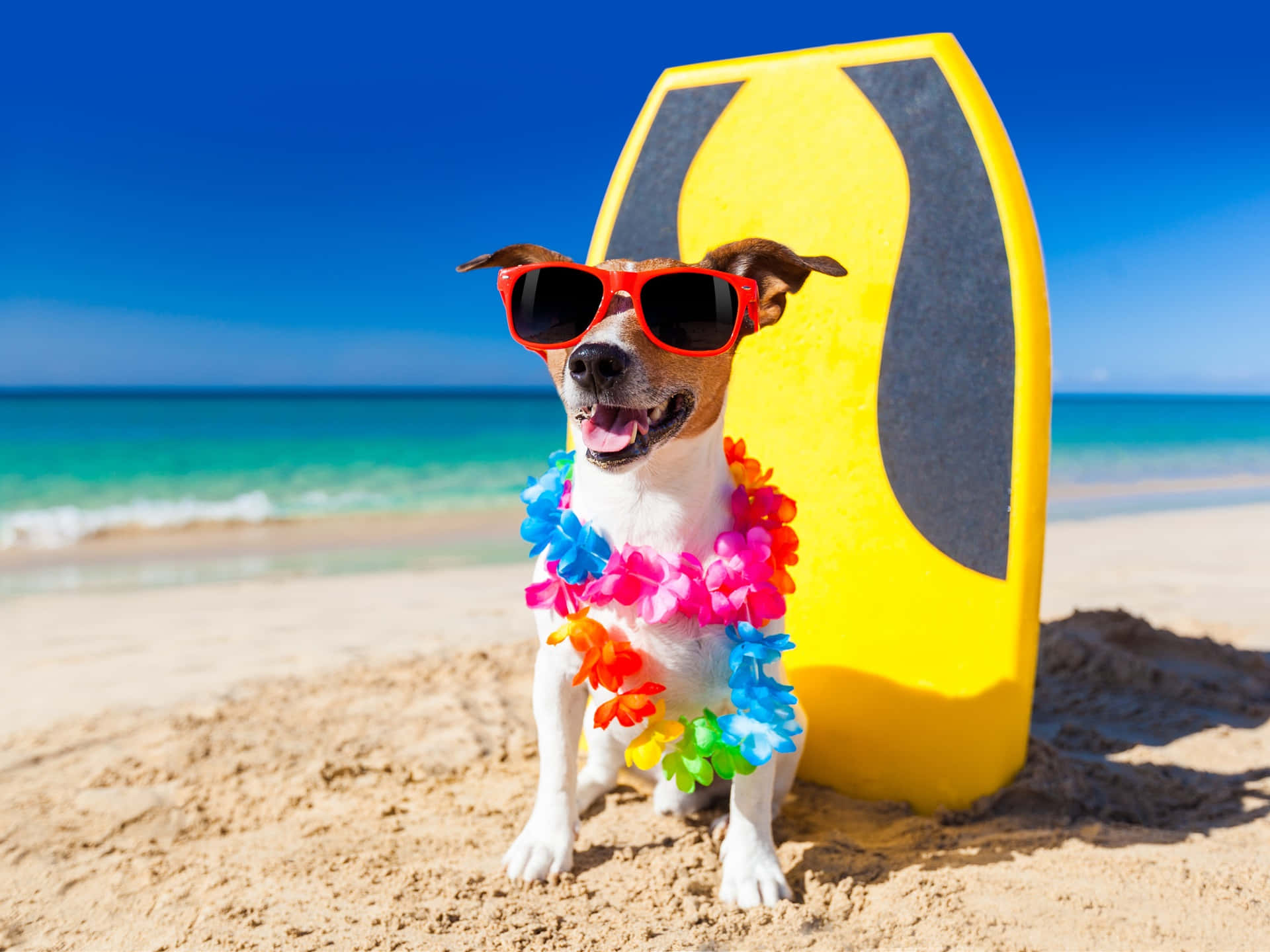 Funny Beach Dog With Flower Garland Picture