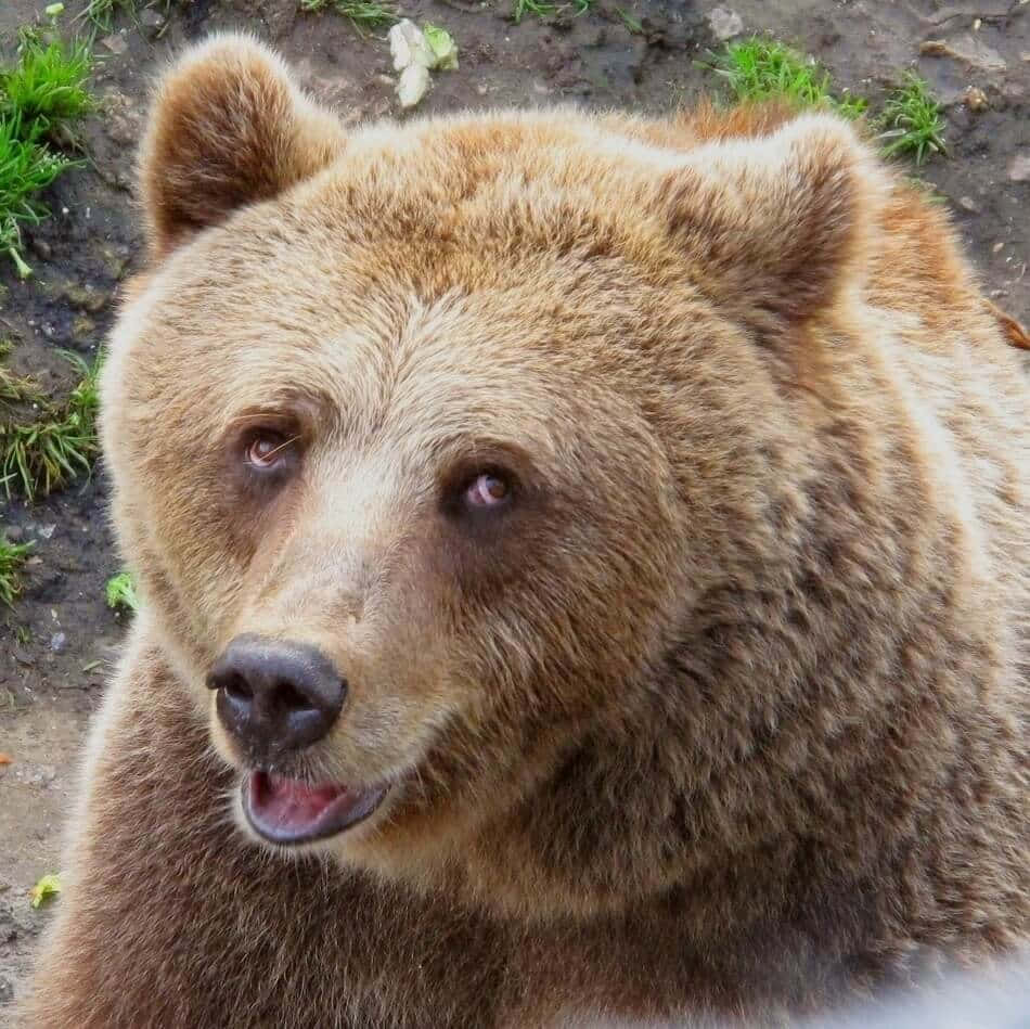 Funny Brown Bear Picture
