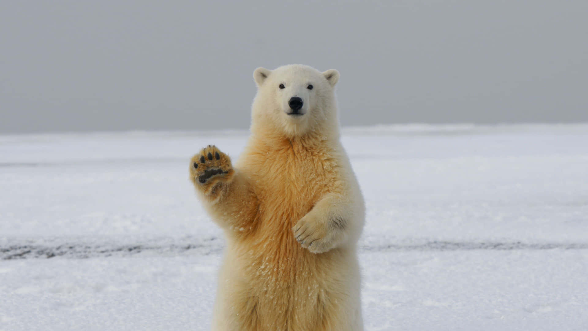 Roligbild På Isbjörn