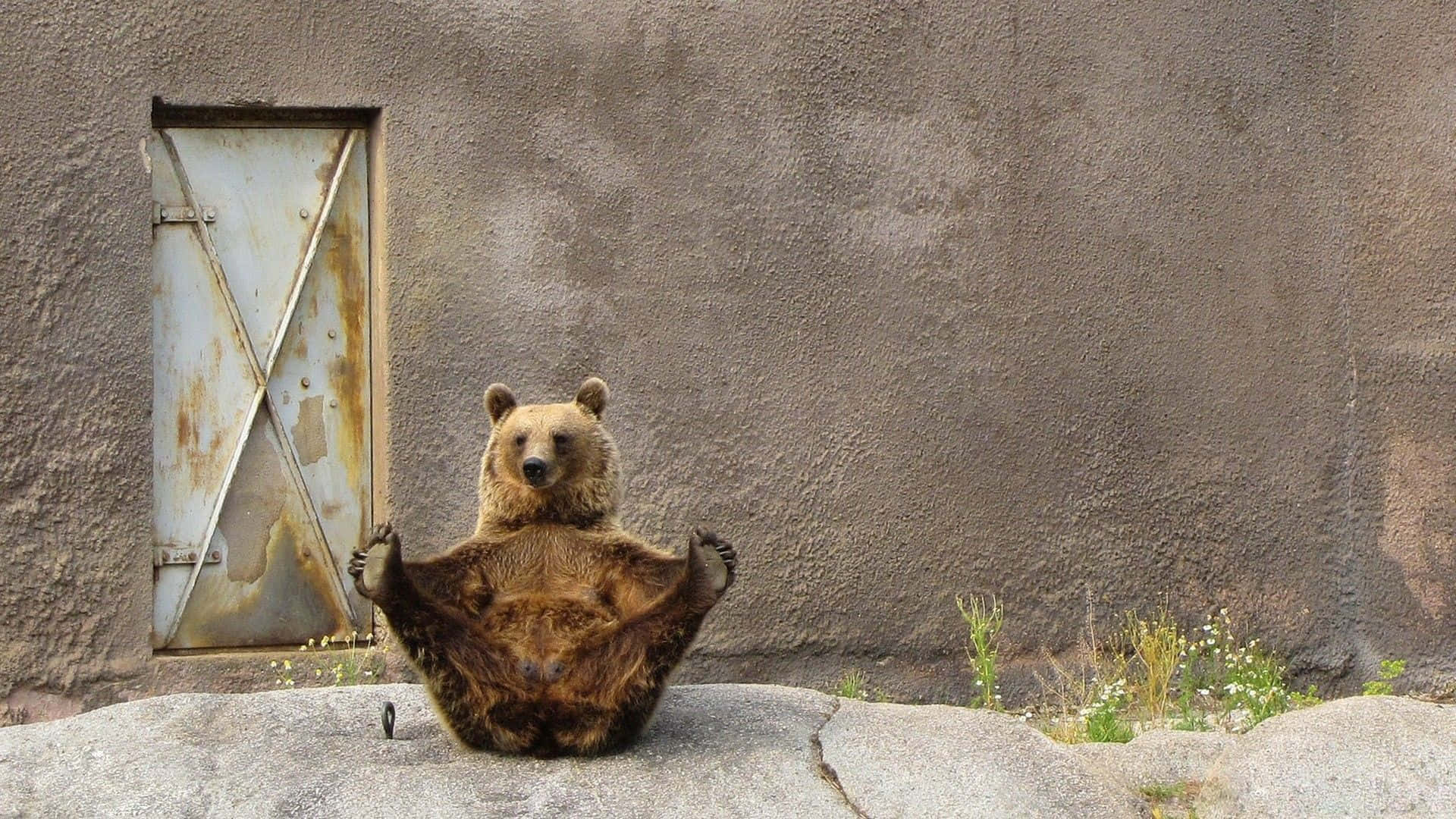 Funny Bear Stretching Legs Picture