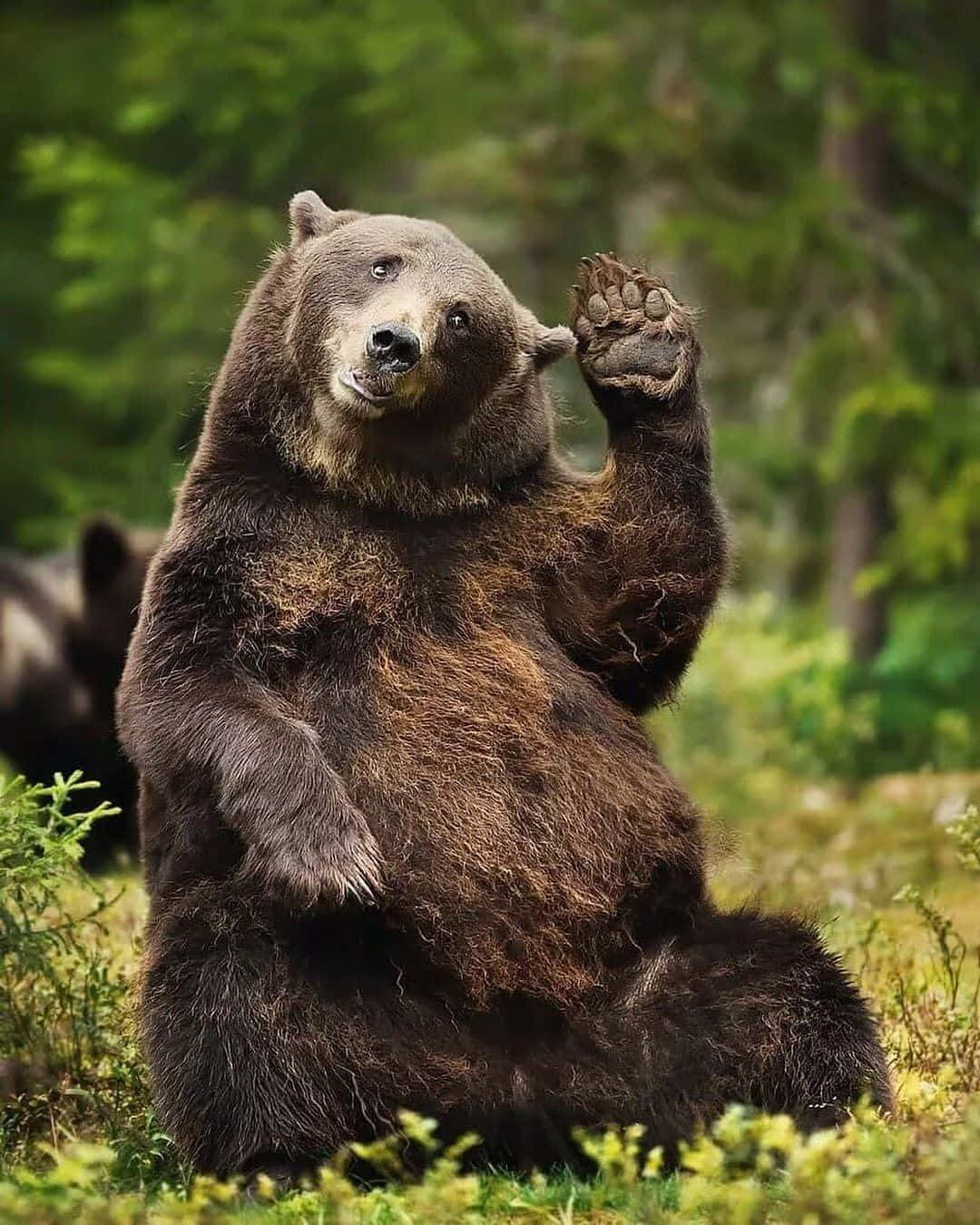 Funny Black Bear Waving Picture