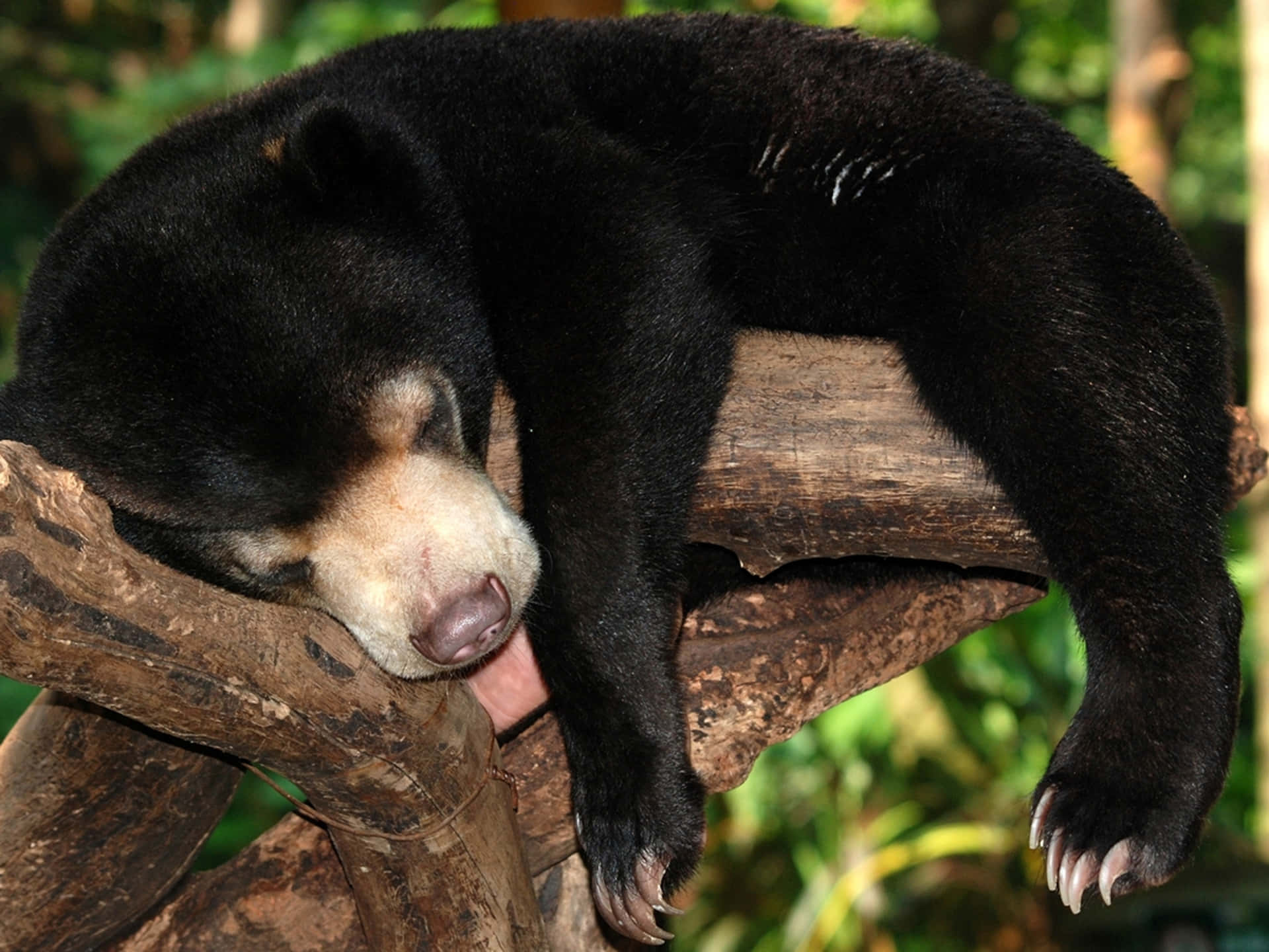 Funny Bear Sleeping Picture