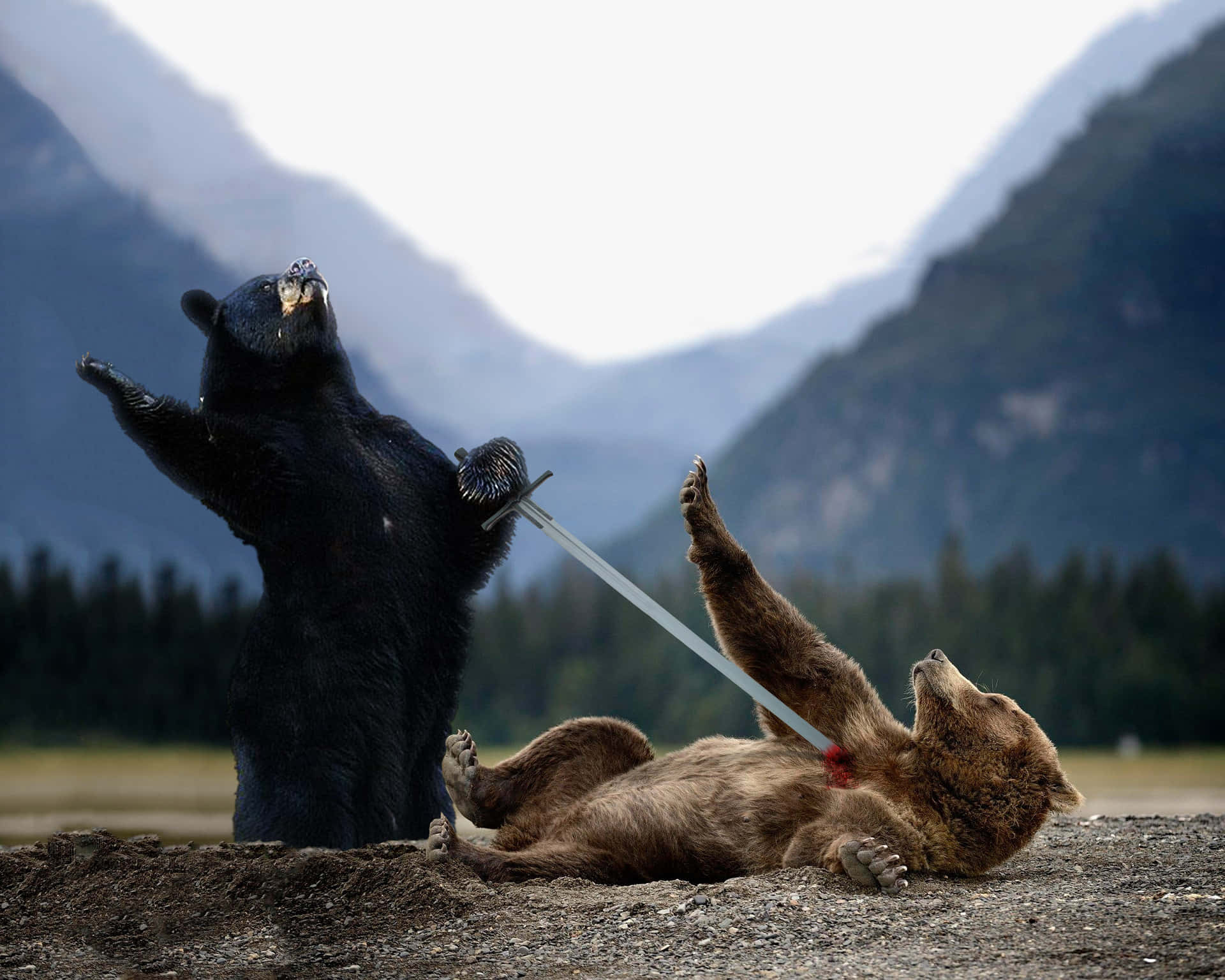 Funny Bear Acting Picture