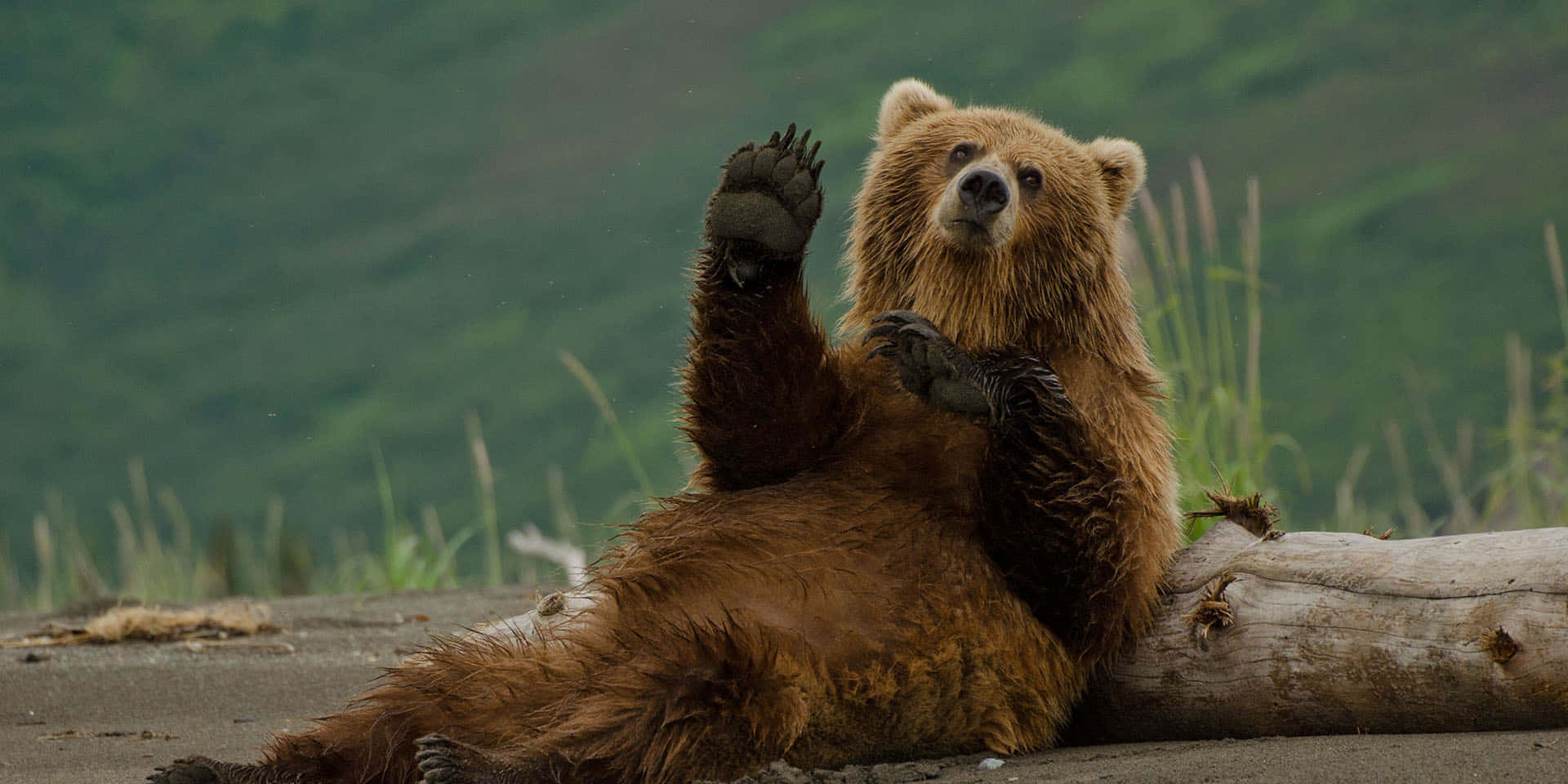 Funny Bear Waving Picture