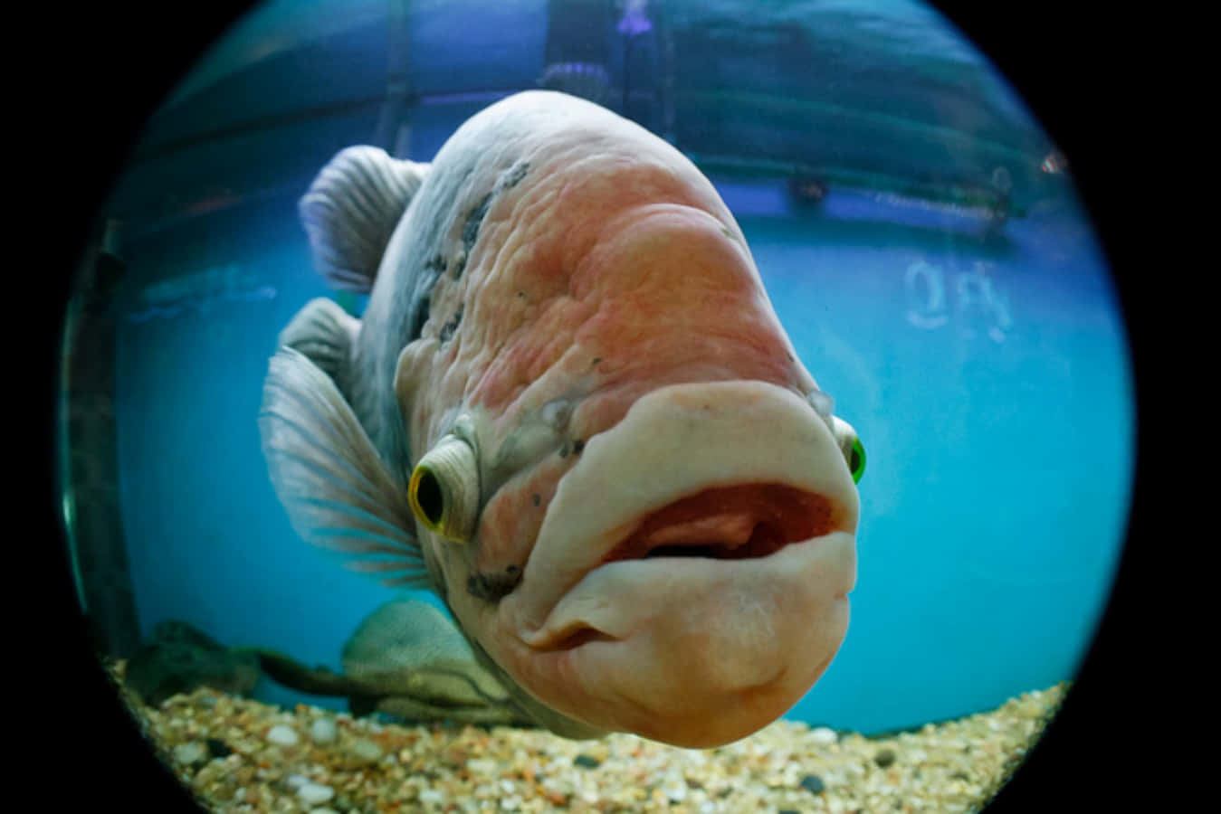 Funny Big Mouth Fish Picture
