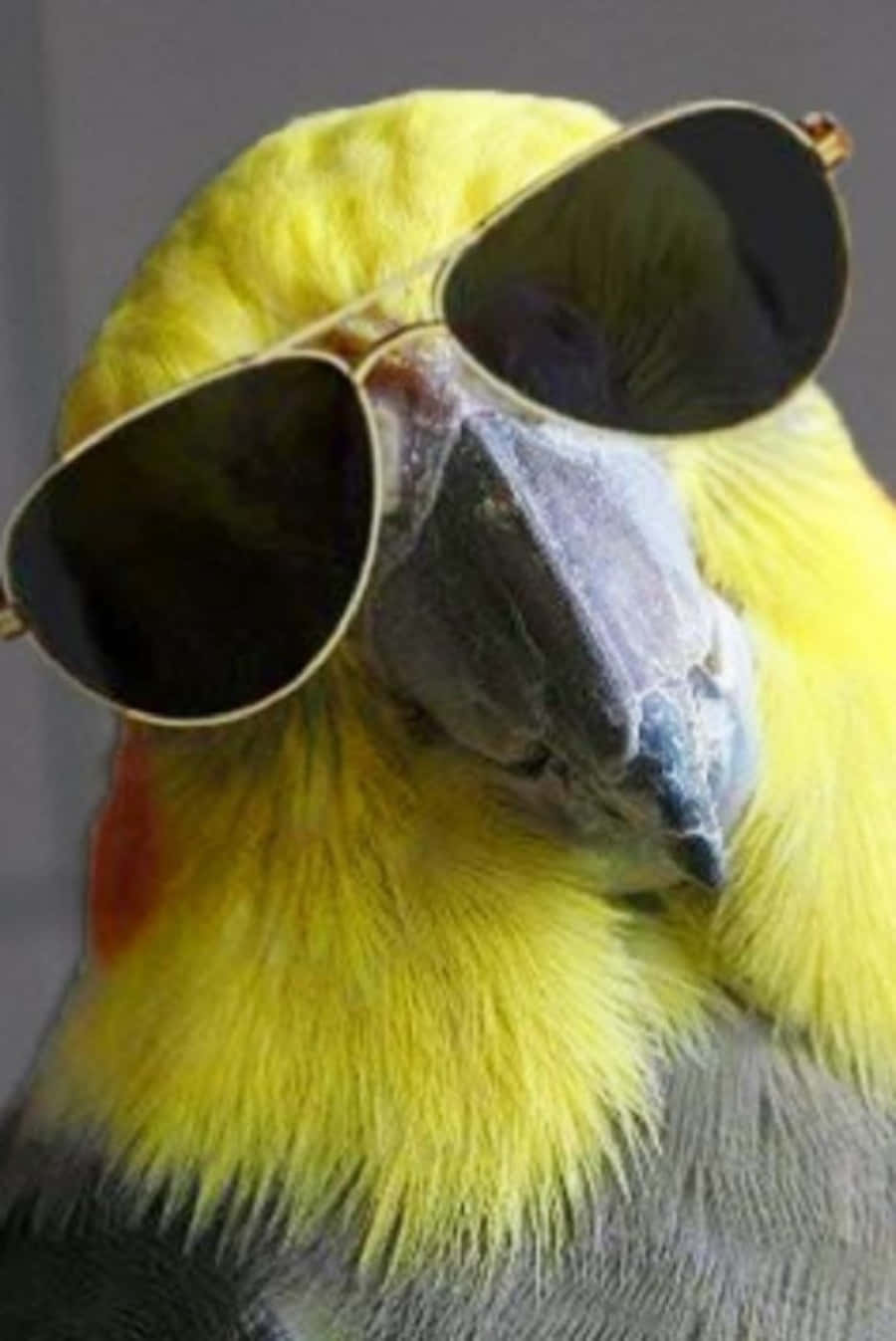 Funny Bird Wearing Sunglasses Picture