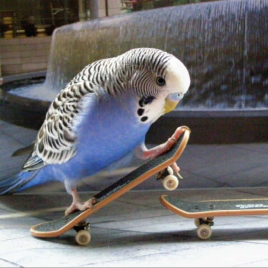 Funny Skateboarding Bird Picture