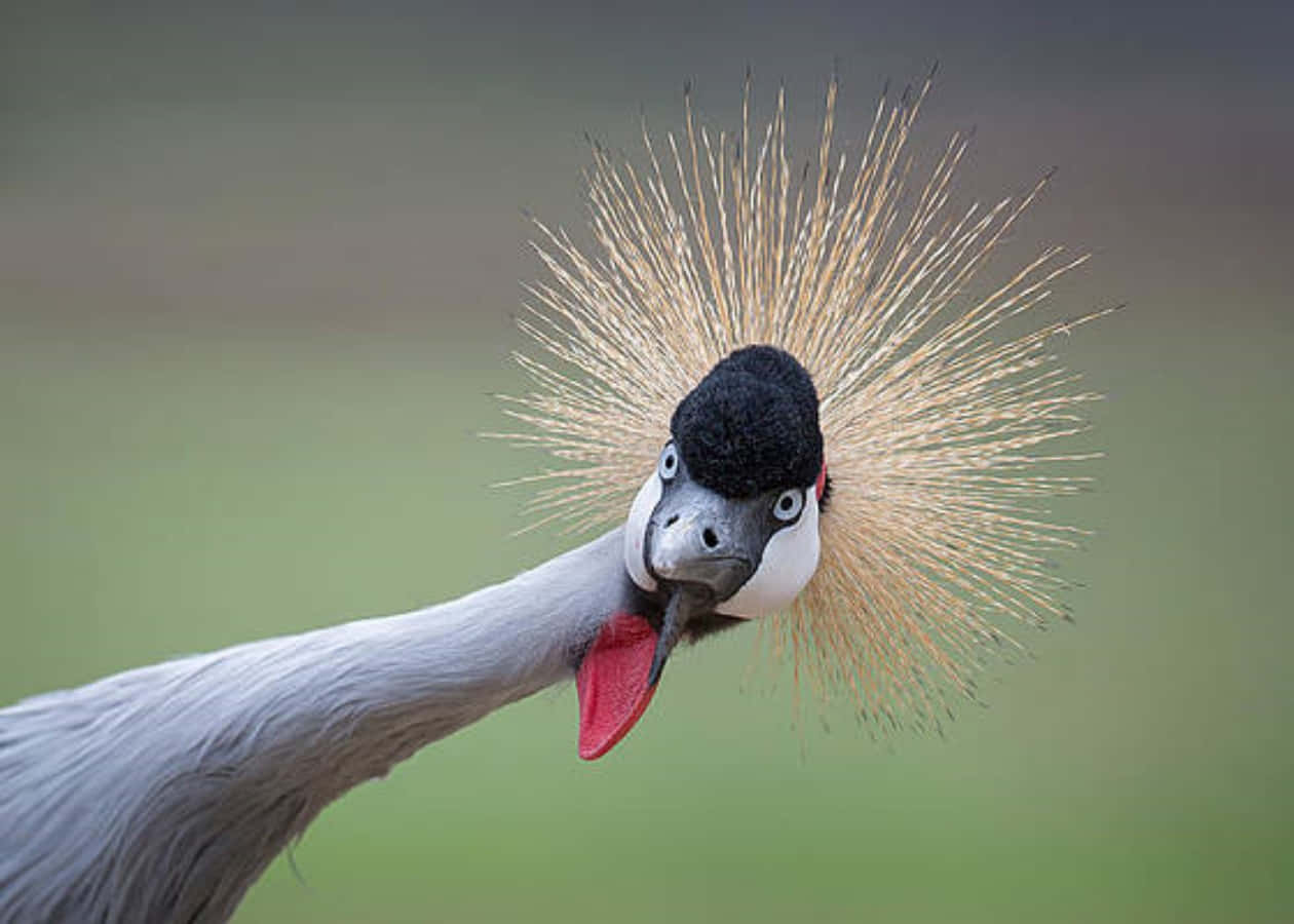 Funny Crowned Crane Bird Picture