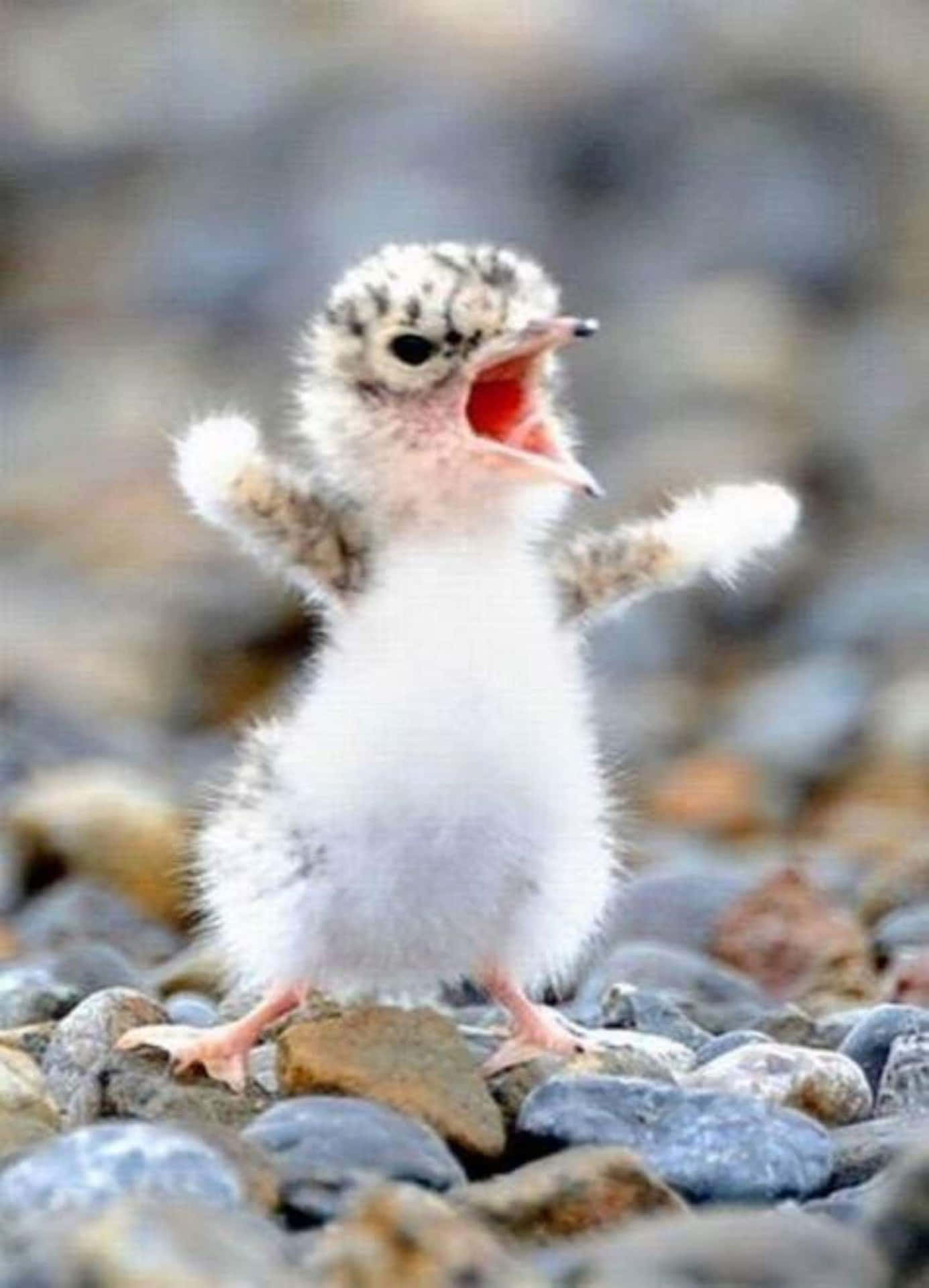 Funny Baby Bird Picture