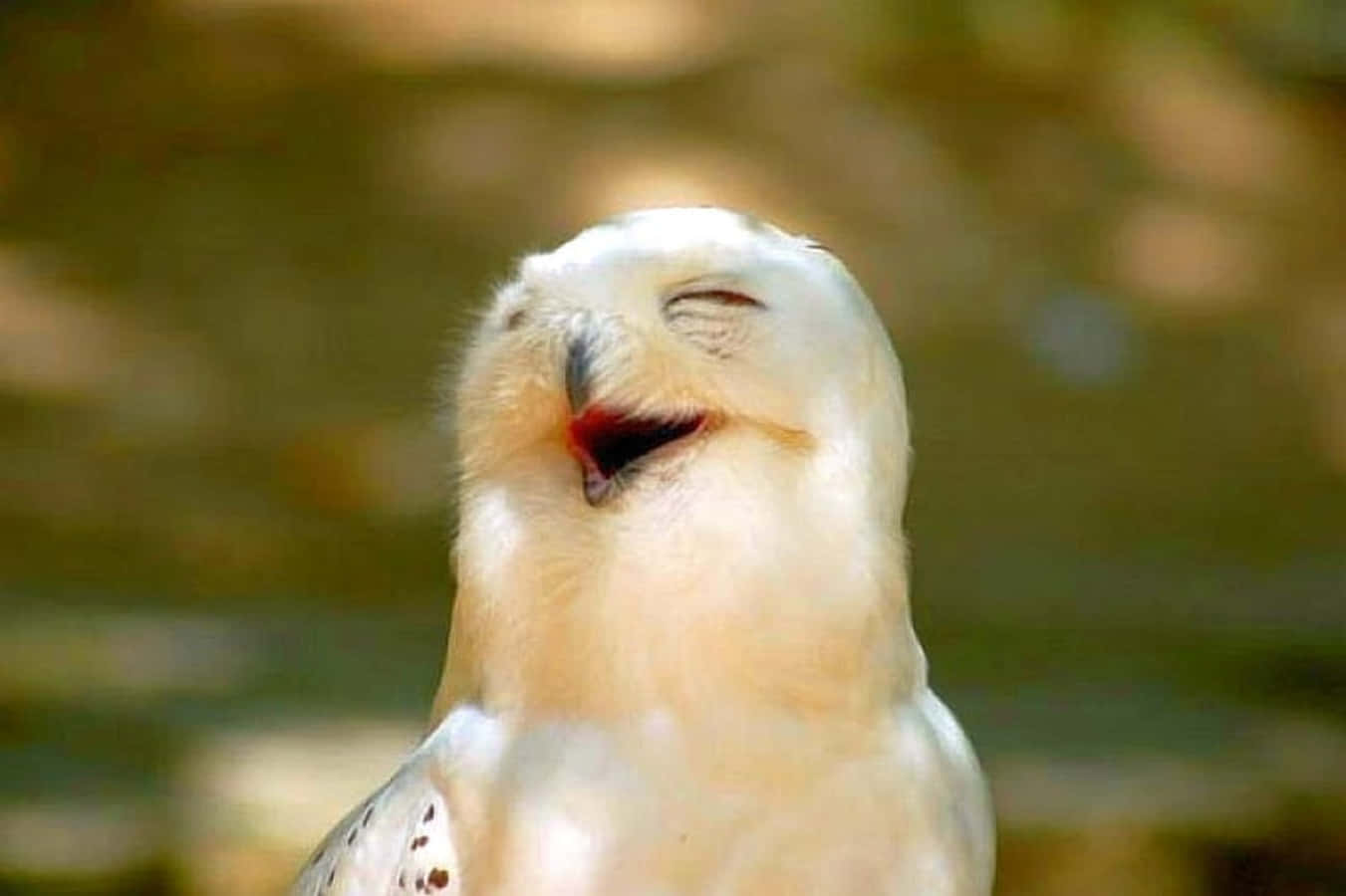 Funny Happy Bird Picture