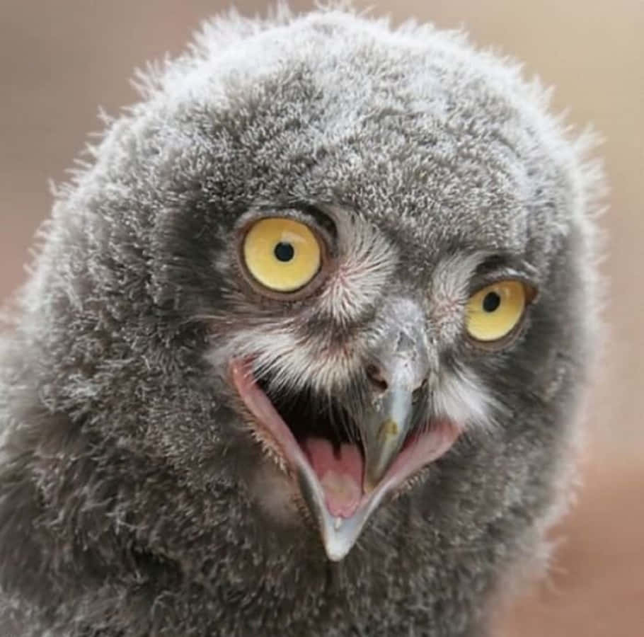 Funny Grey Owl Bird Picture
