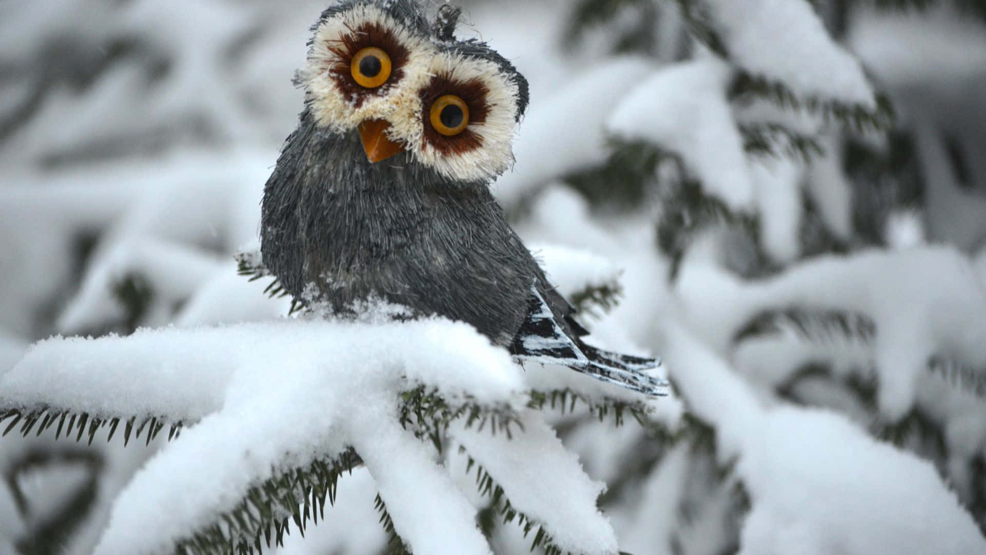 Funny Cute Owl Bird Picture