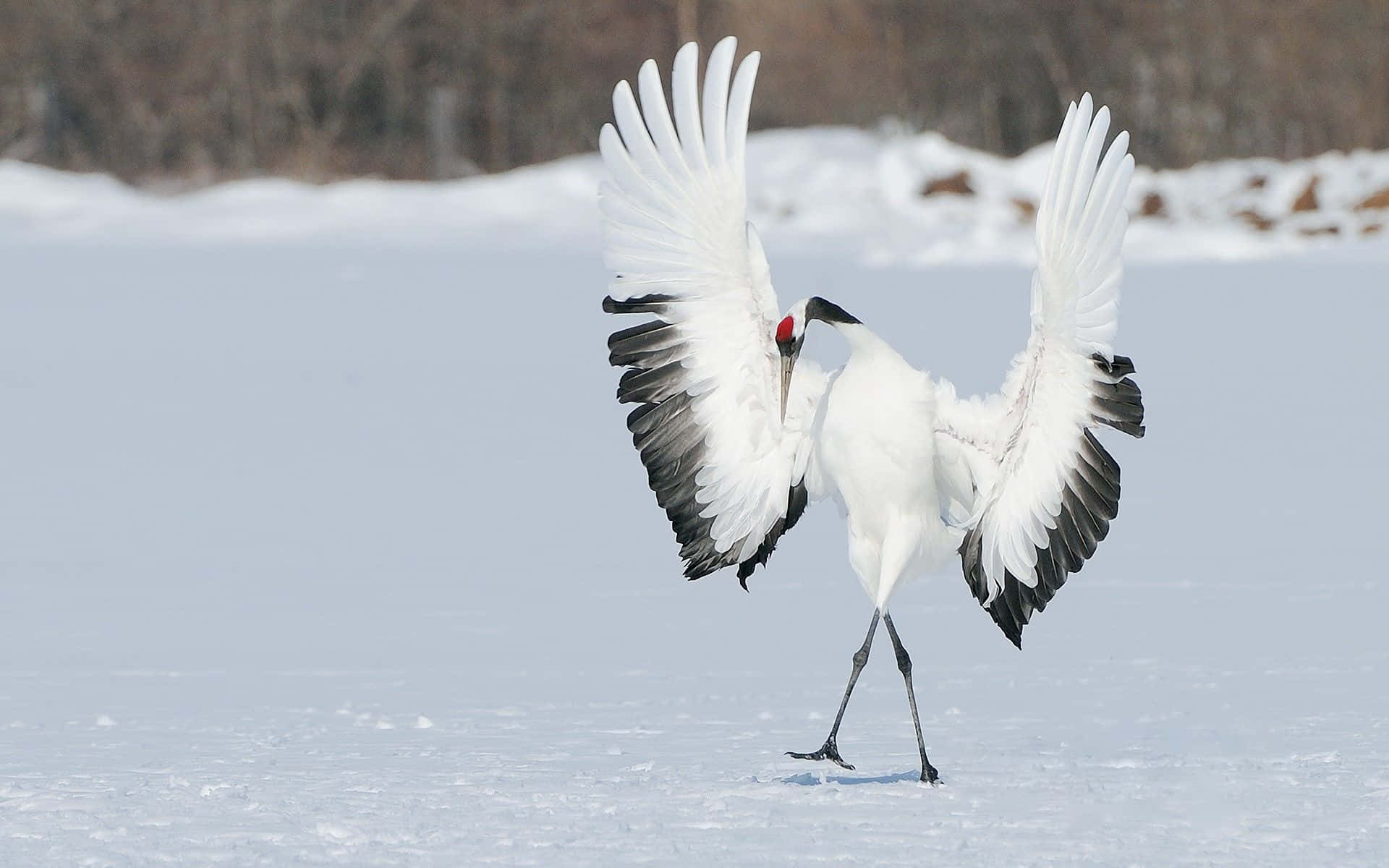 Funny Red Crowned Crane Bird Picture