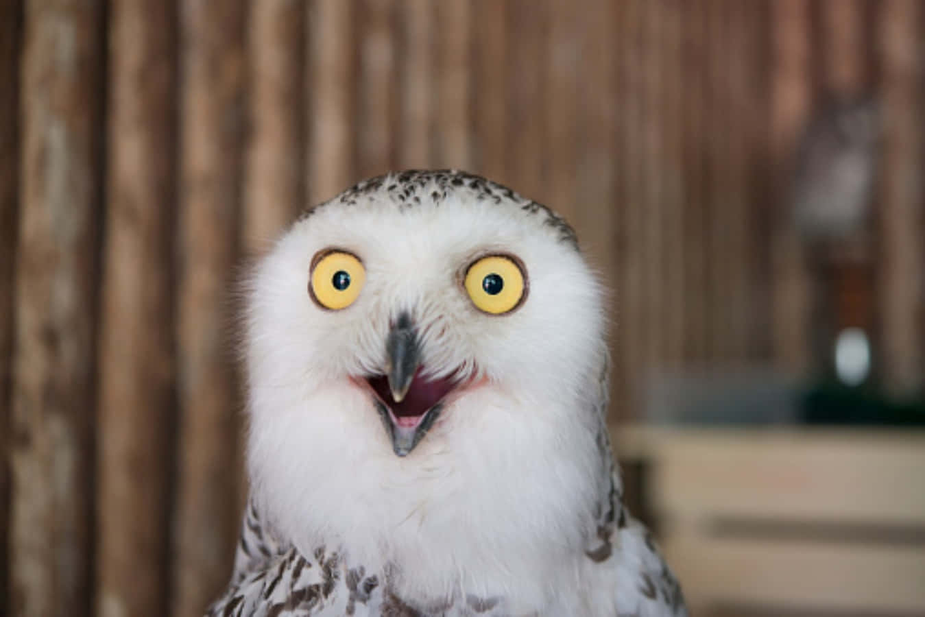 Funny Snowy Owl Bird Picture