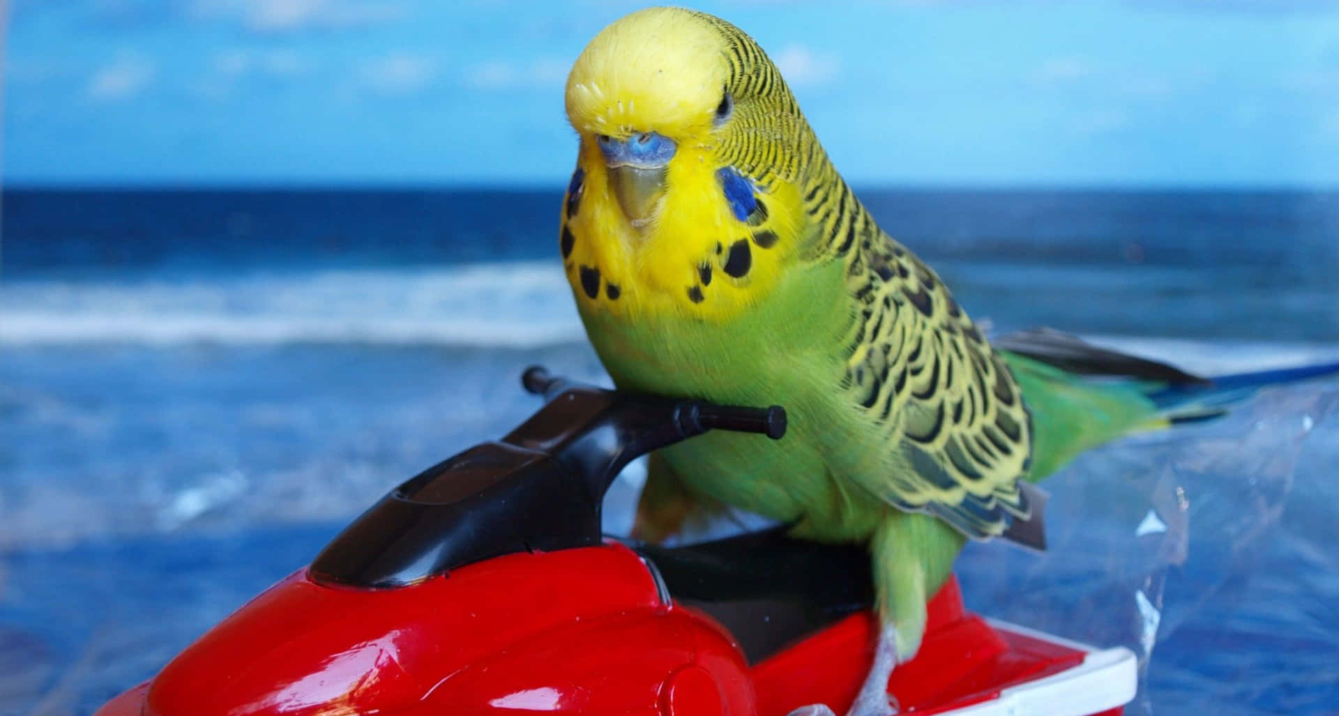 Funny Bird Riding Jet Ski Picture