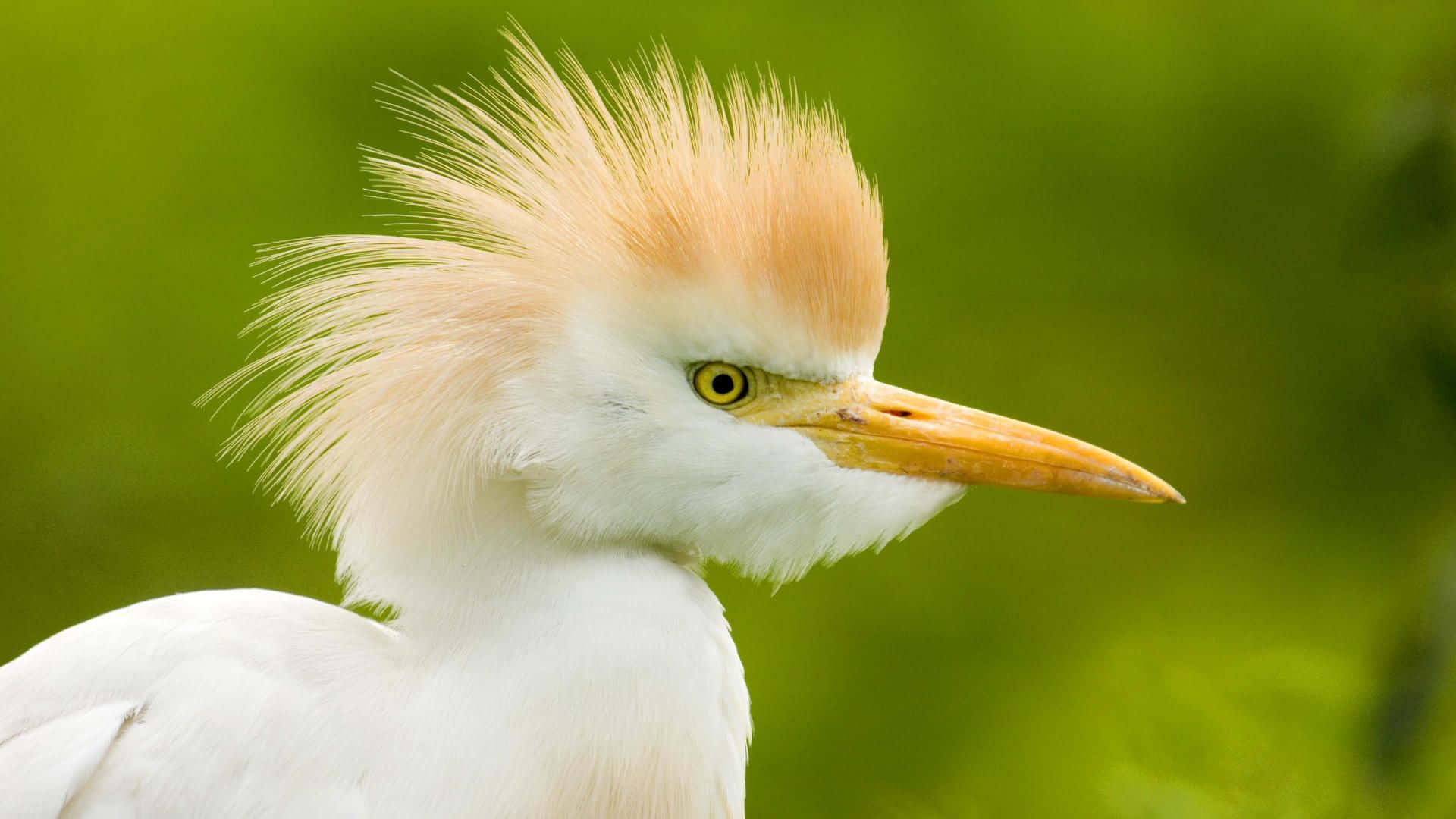 Funny Cattle Egret Bird Picture