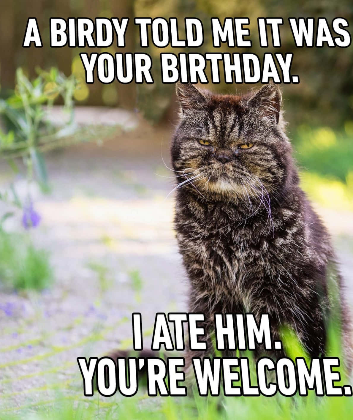 Funny Birthday Cat Meme Picture