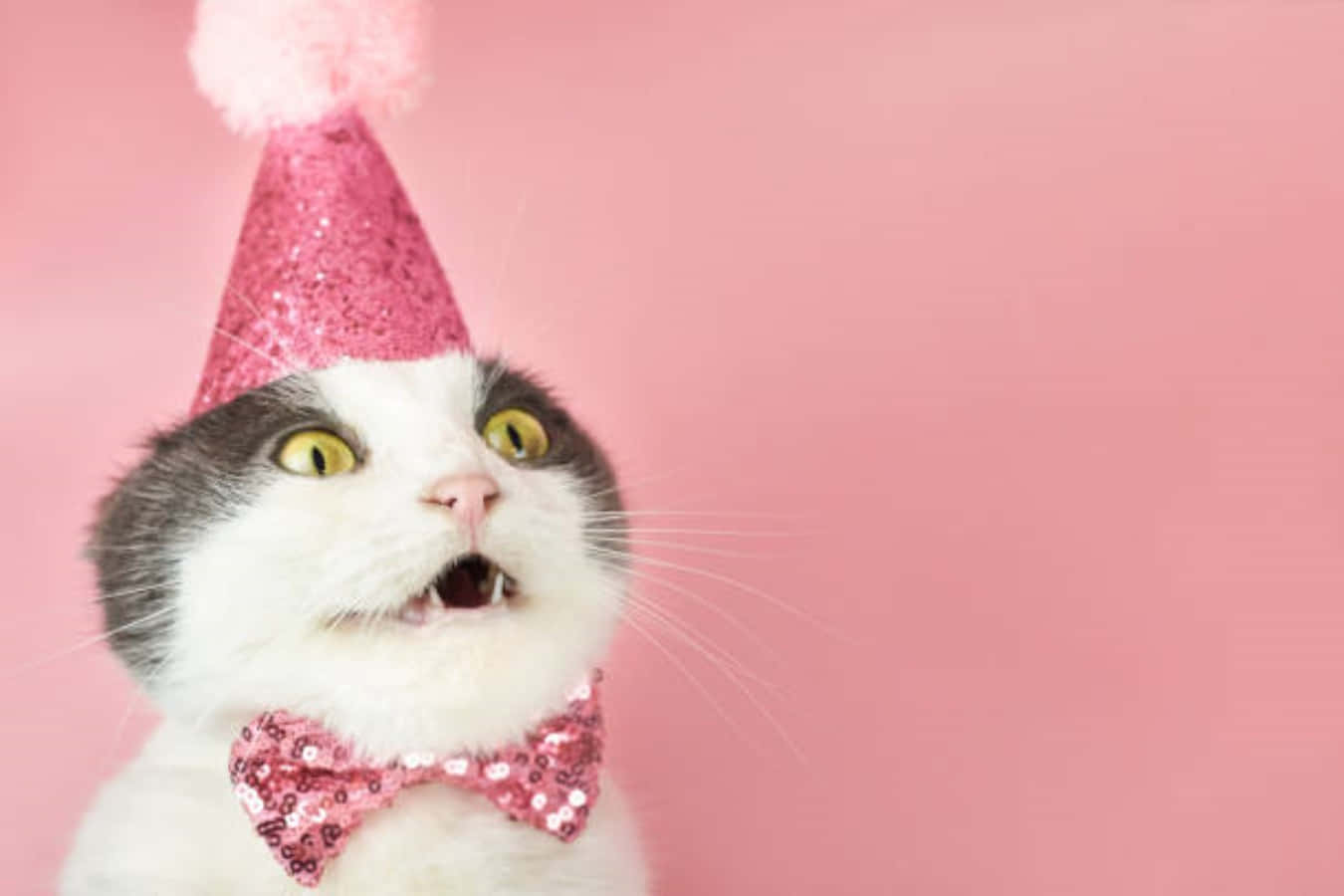 Fotodivertente Di Un Gatto Per Il Compleanno