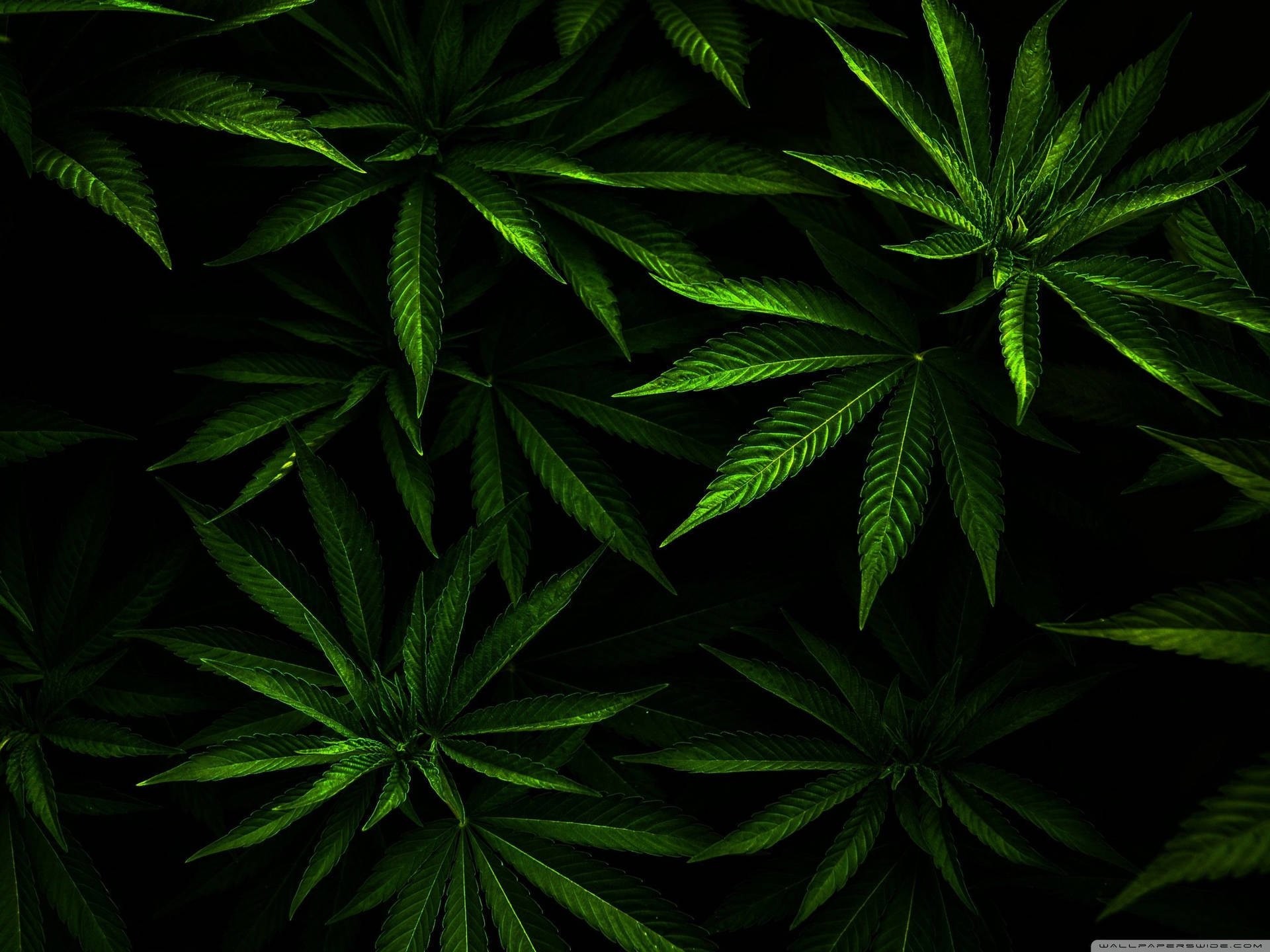 Funny Black Weed Wallpaper