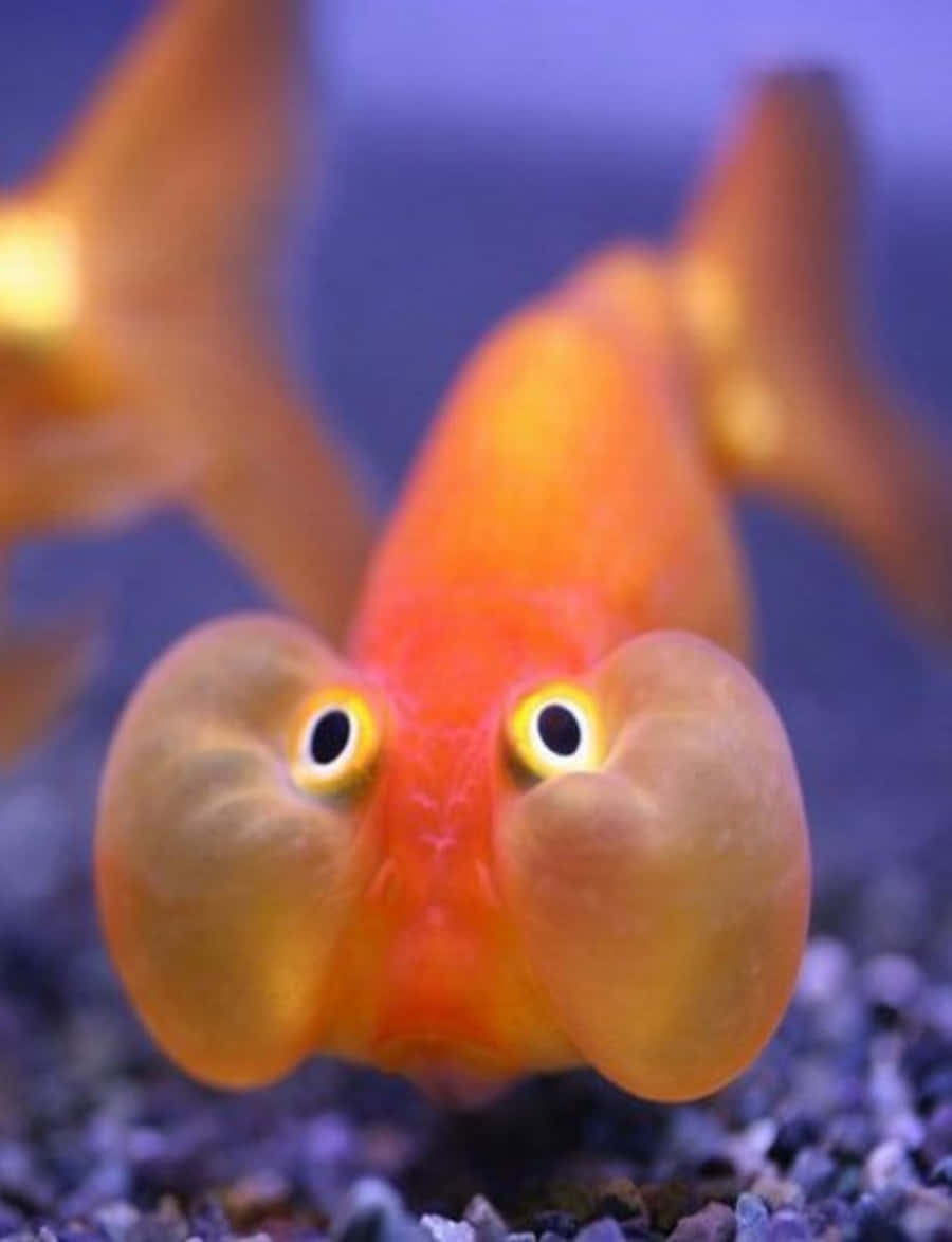 Funny Bloated Eye Fish Picture