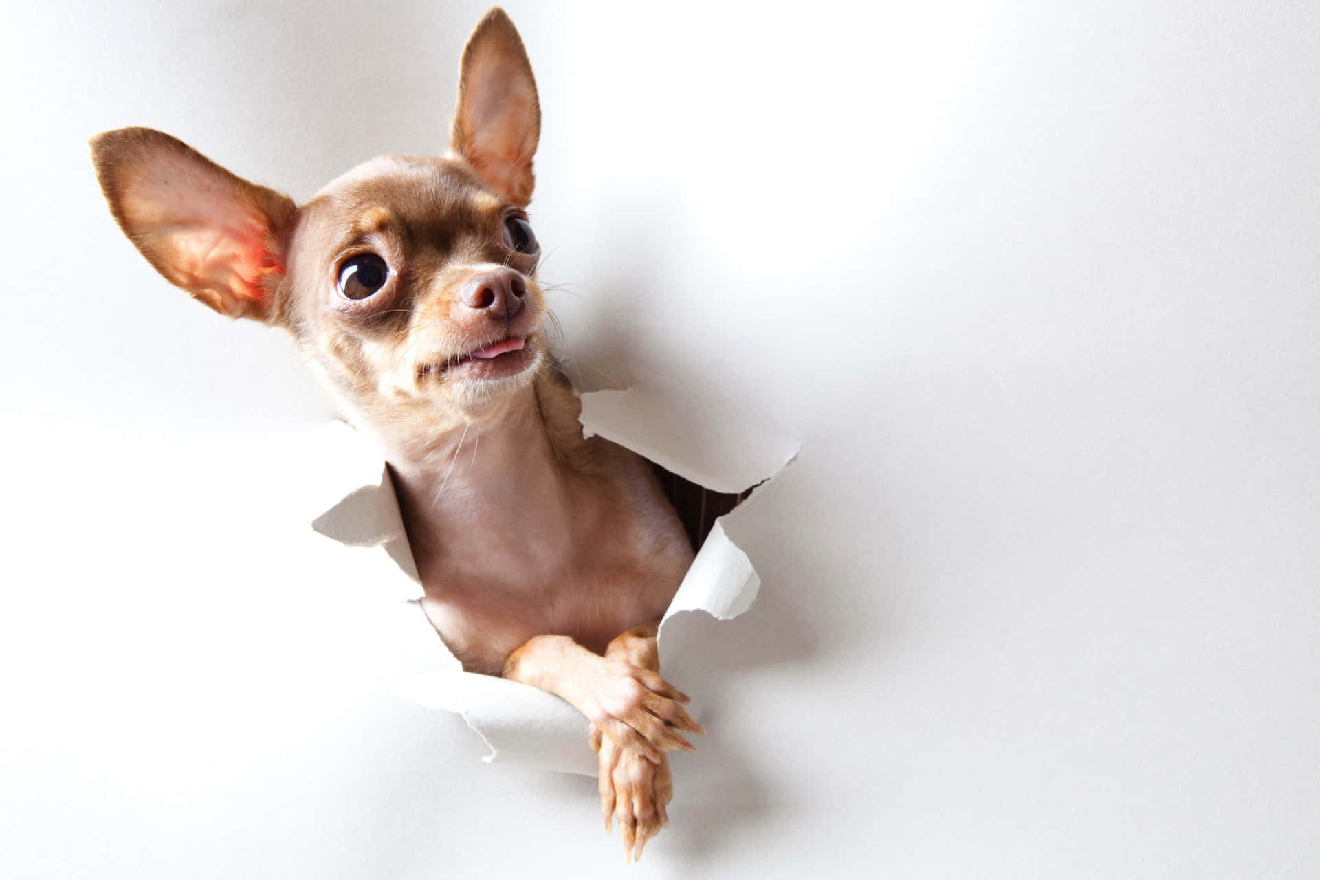 Roligbrun Chihuahua Hund. Wallpaper