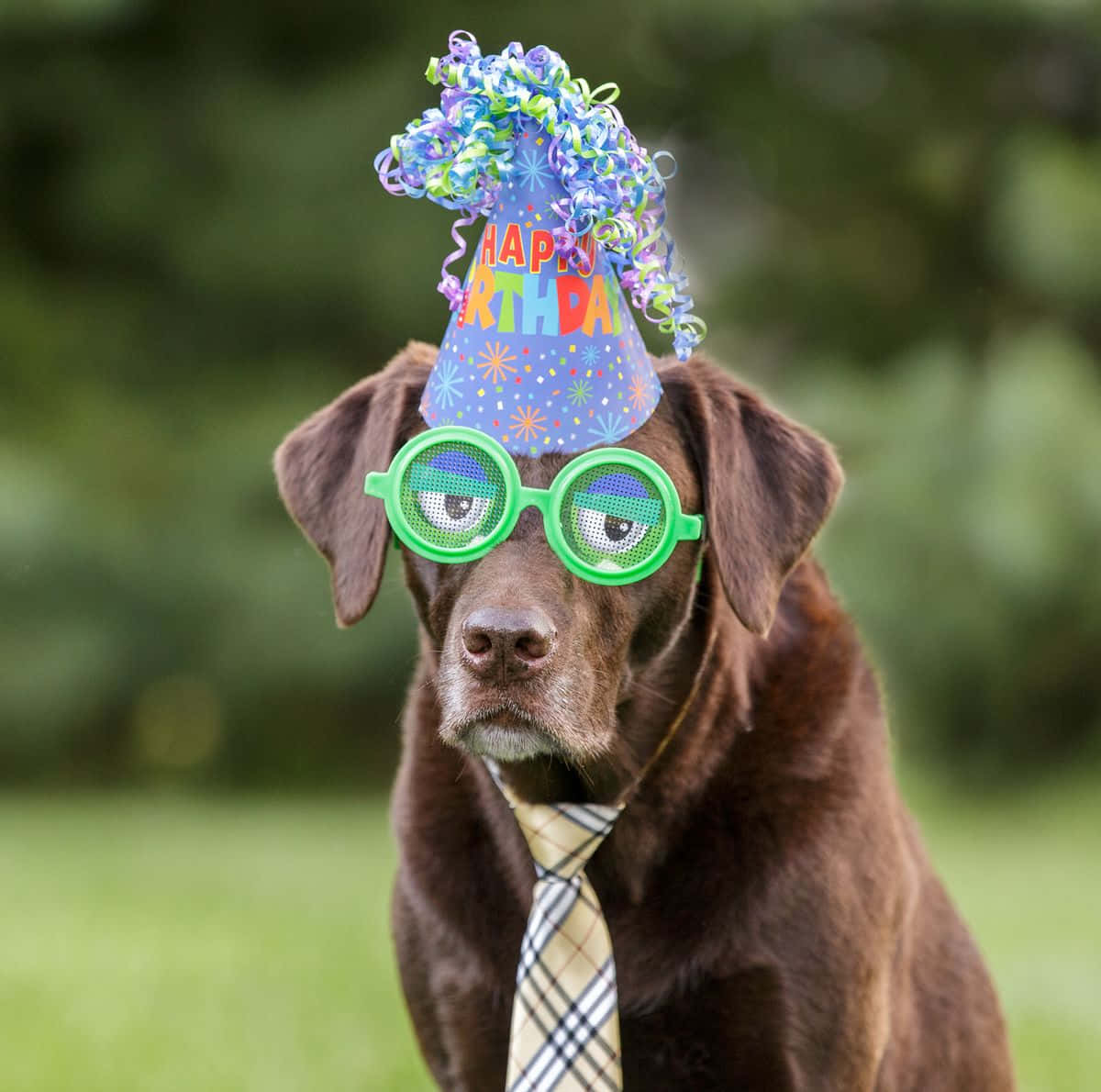 Funny Brown Dog Birthday Picture