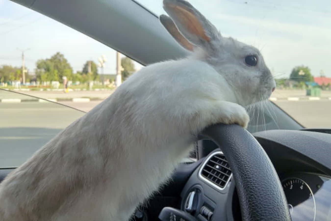 Funny Cute Bunny Picture Driving Car