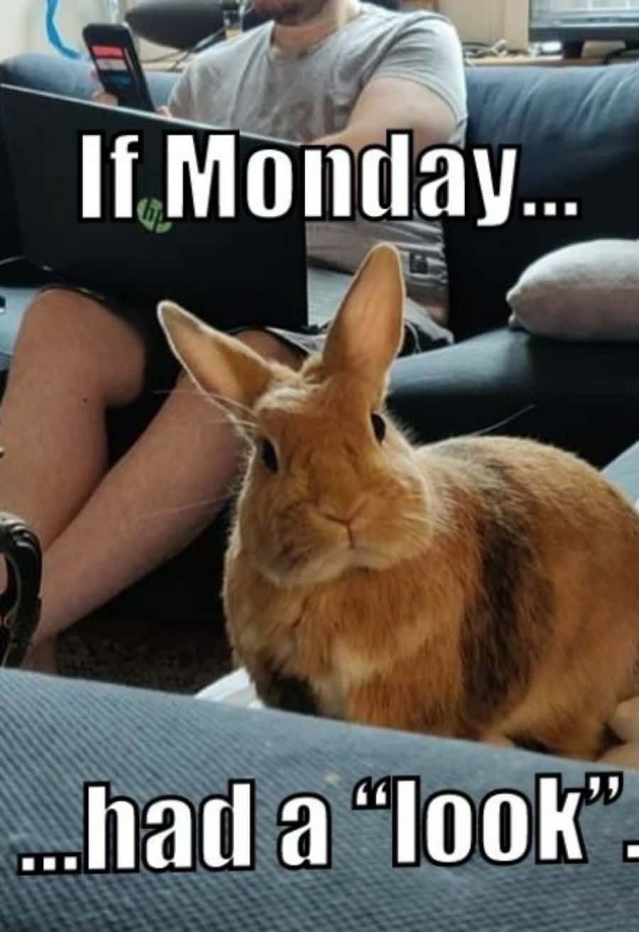 Funny Cute Bunny Monday Picture