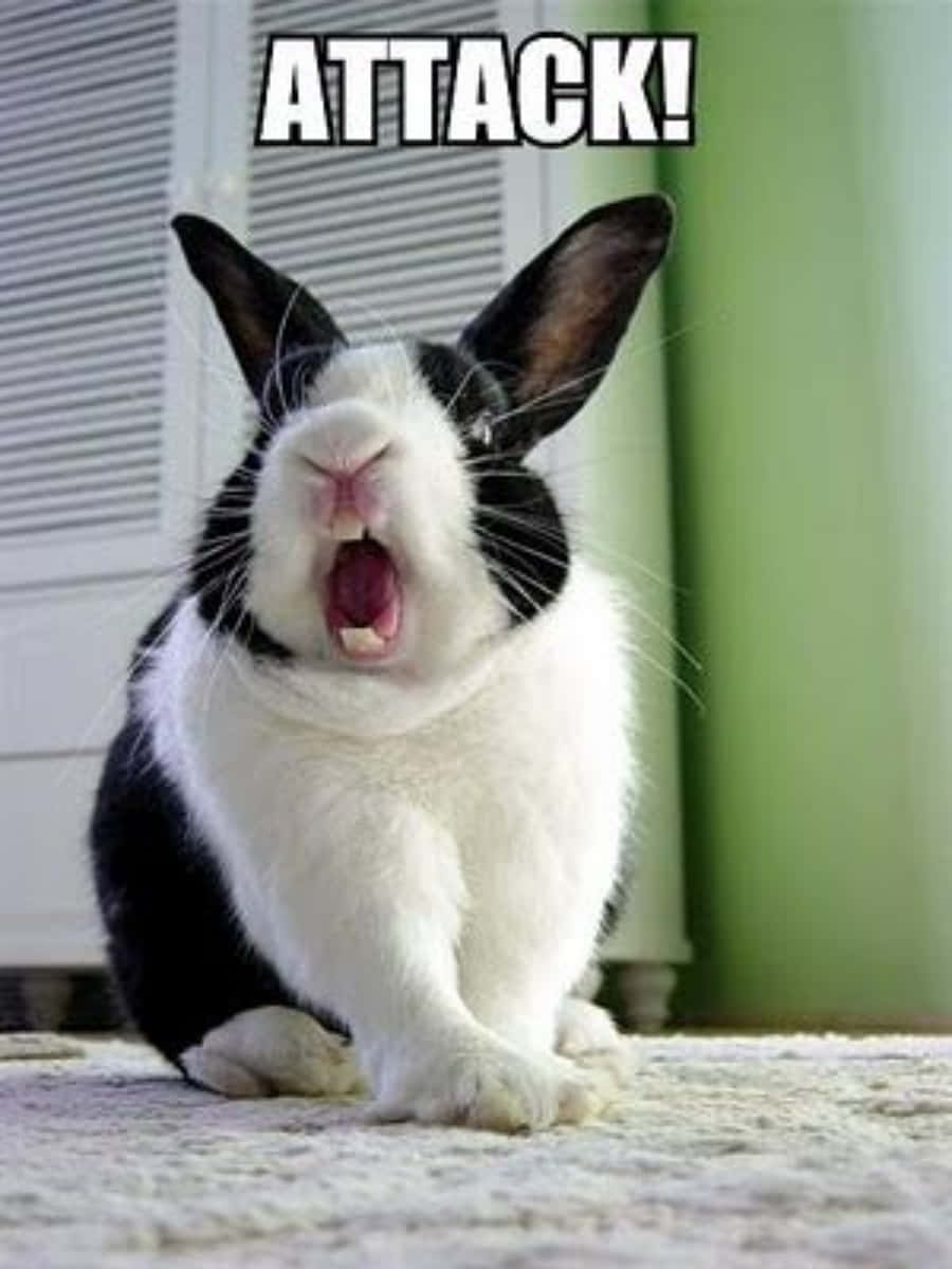 Funny Cute Bunny Picture Attack Picture