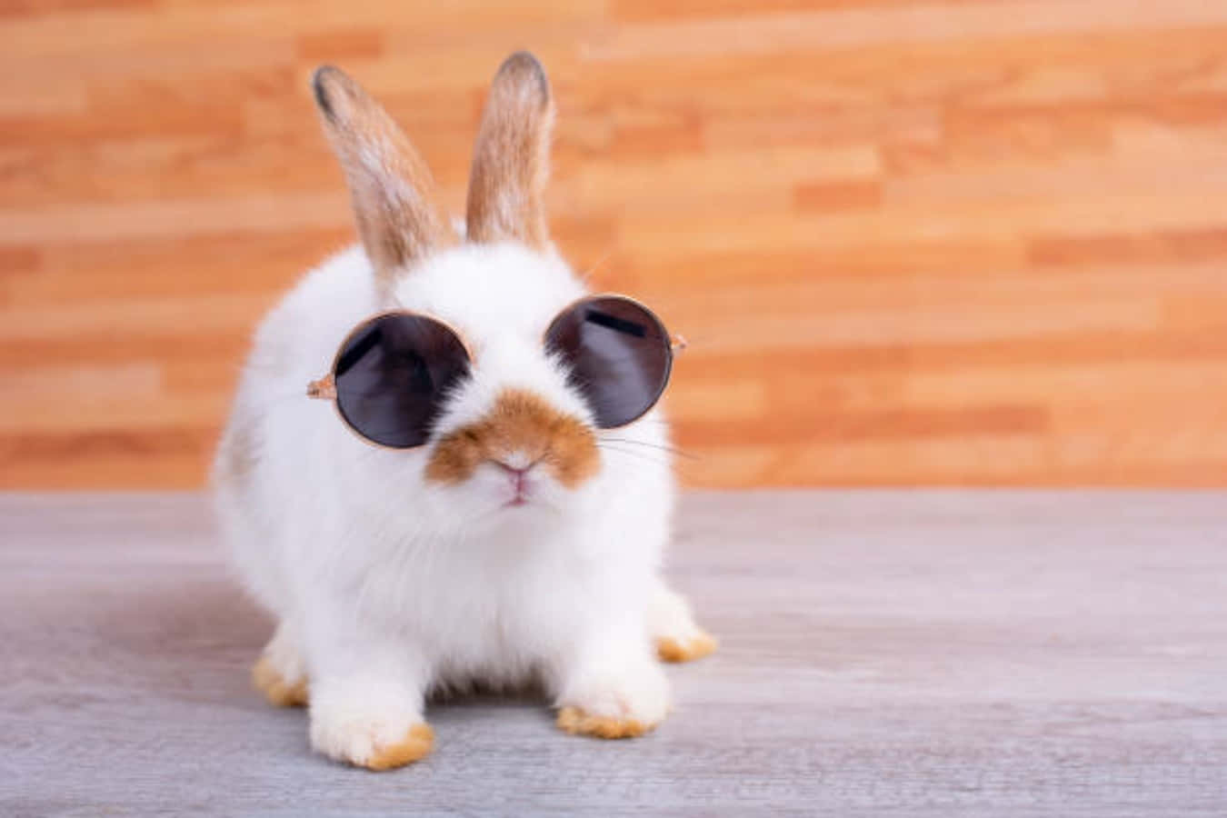 Fotodivertente Di Un Coniglio Cool Con Gli Occhiali Da Sole