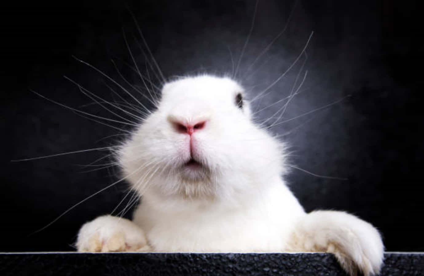 Funny Curious Earless Bunny Picture