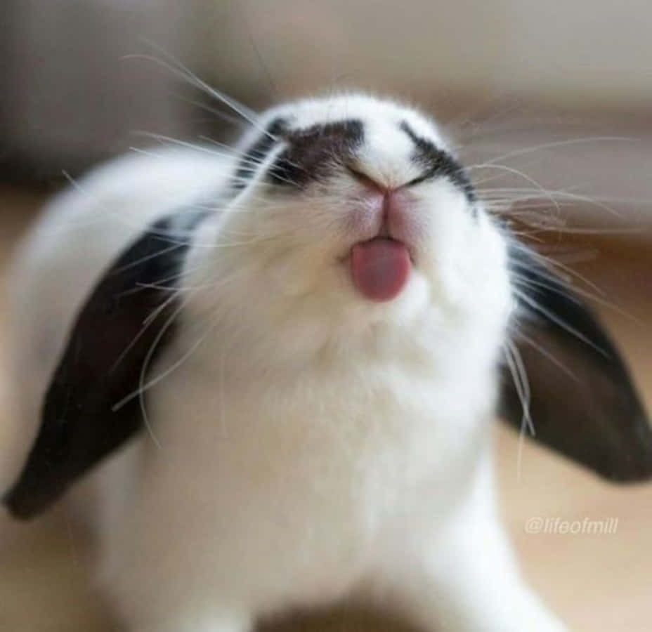 Funny Cute Fluffy Bunny Picture