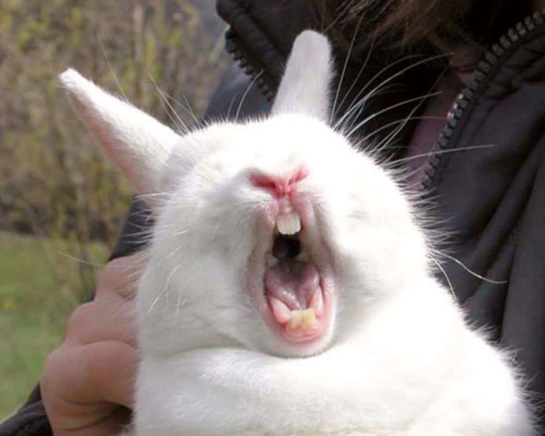 Funny Bunny Scream Meme Picture