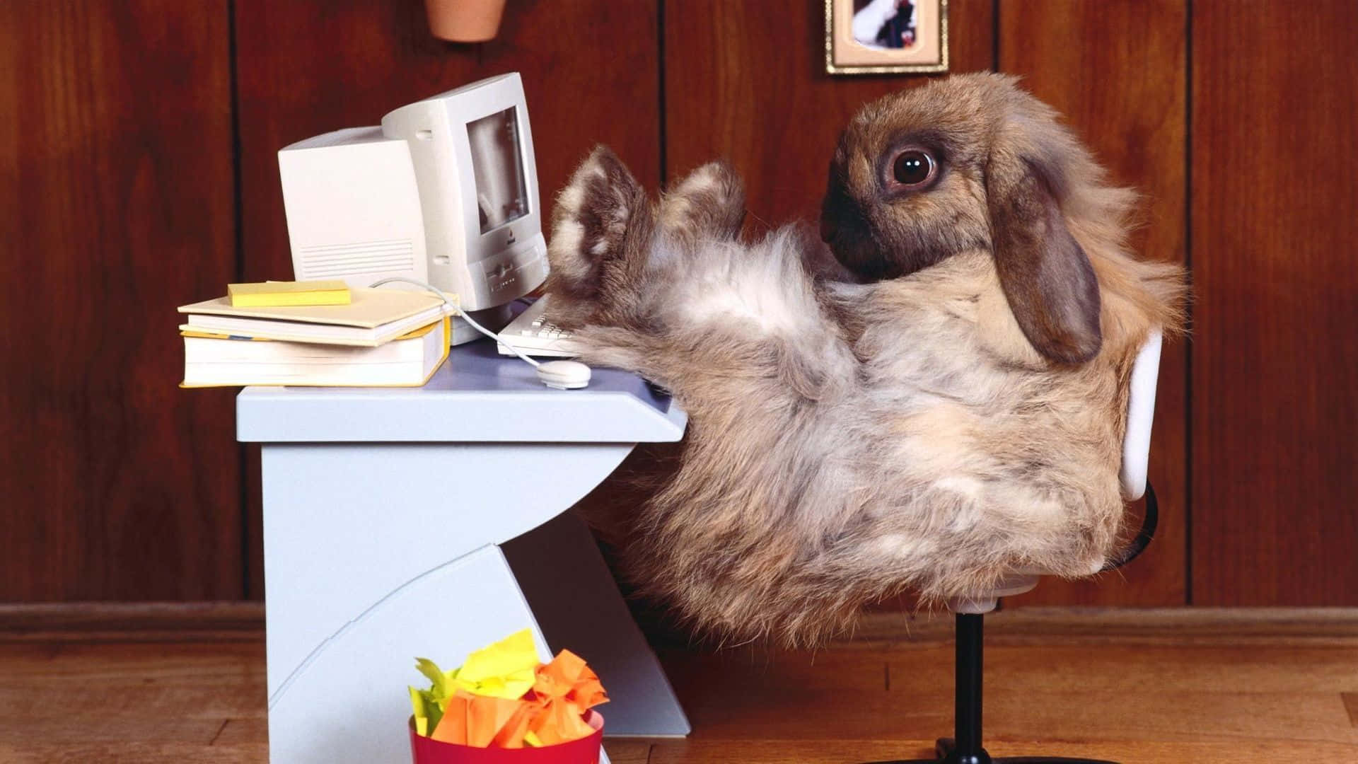 Funny Bunny Picture Working Computer