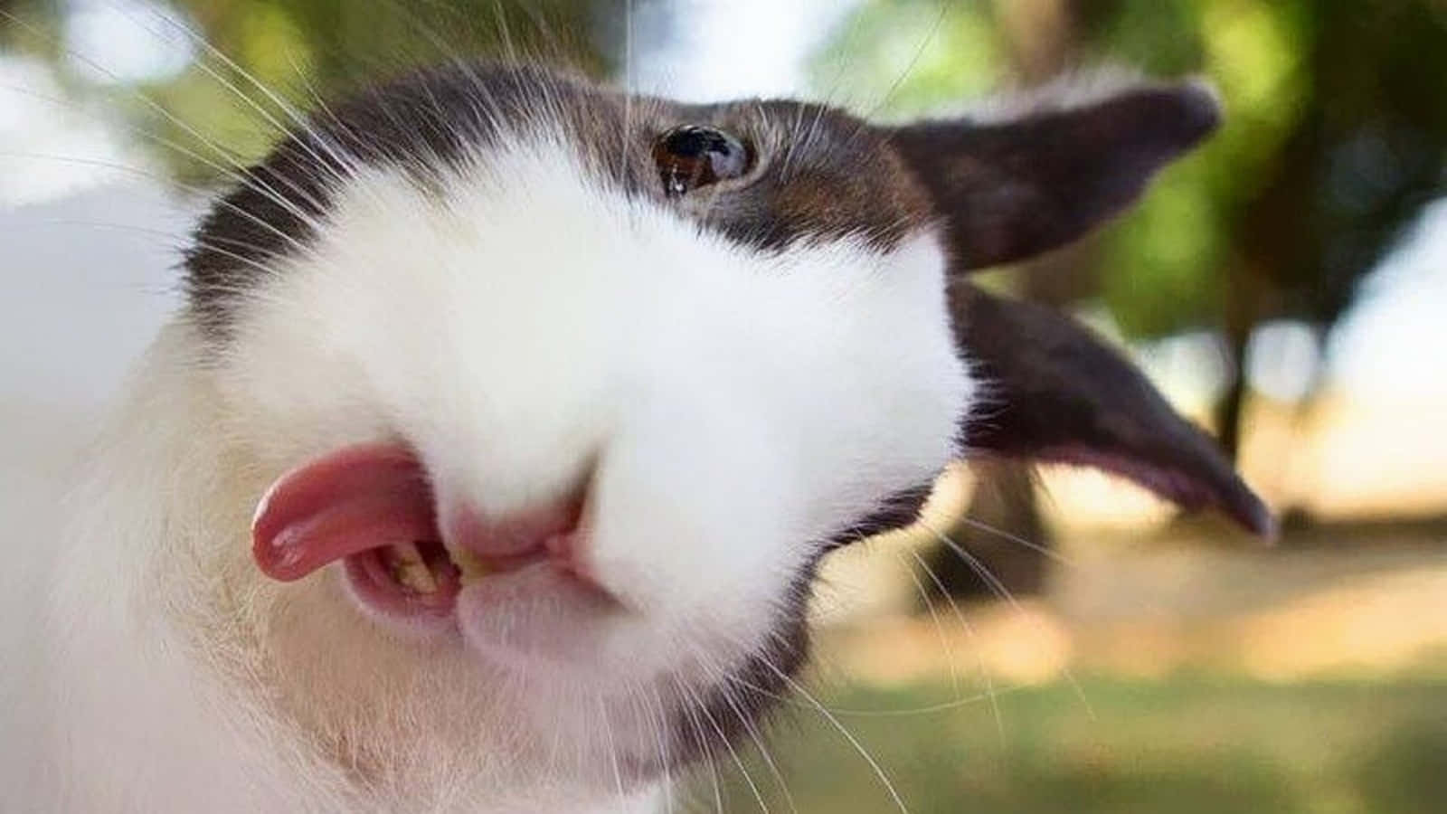 Sjov Bunny Selfie Sød Billede Tapet