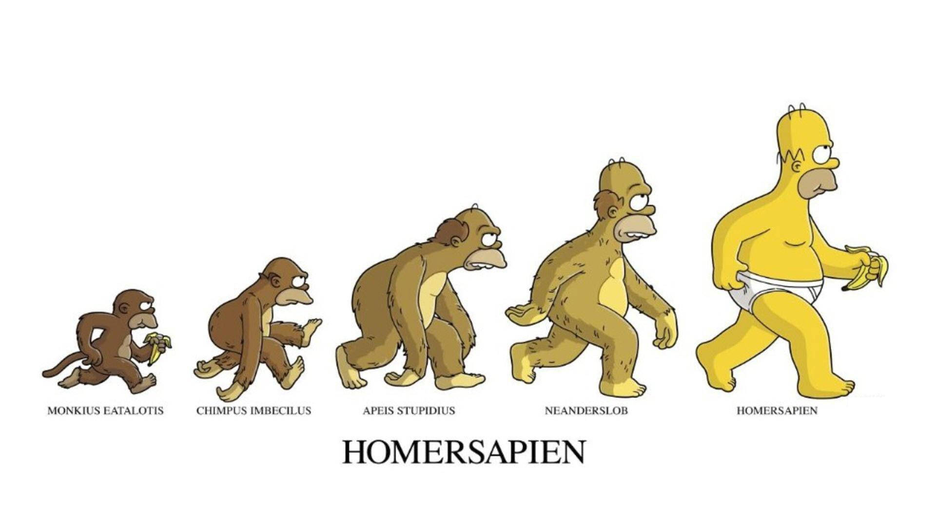 Lustigecartoon Evolution Mit Homer Simpson Wallpaper