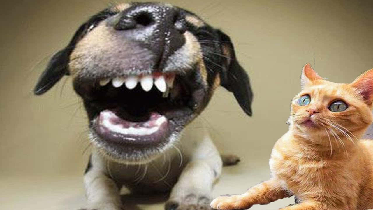 A Dog And Cat With Their Mouths Open