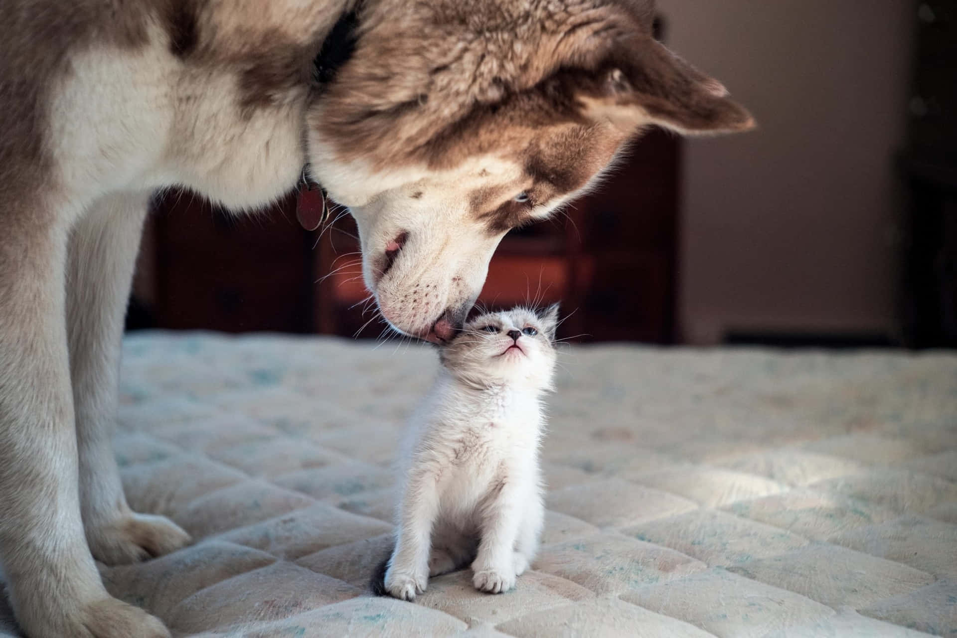 An adorable moment shared between a cat and a dog!