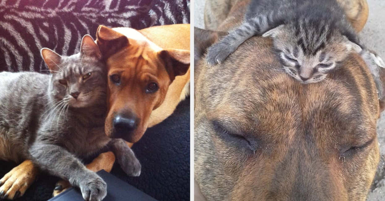 Two Pictures Of A Cat And Dog Laying On Top Of Each Other
