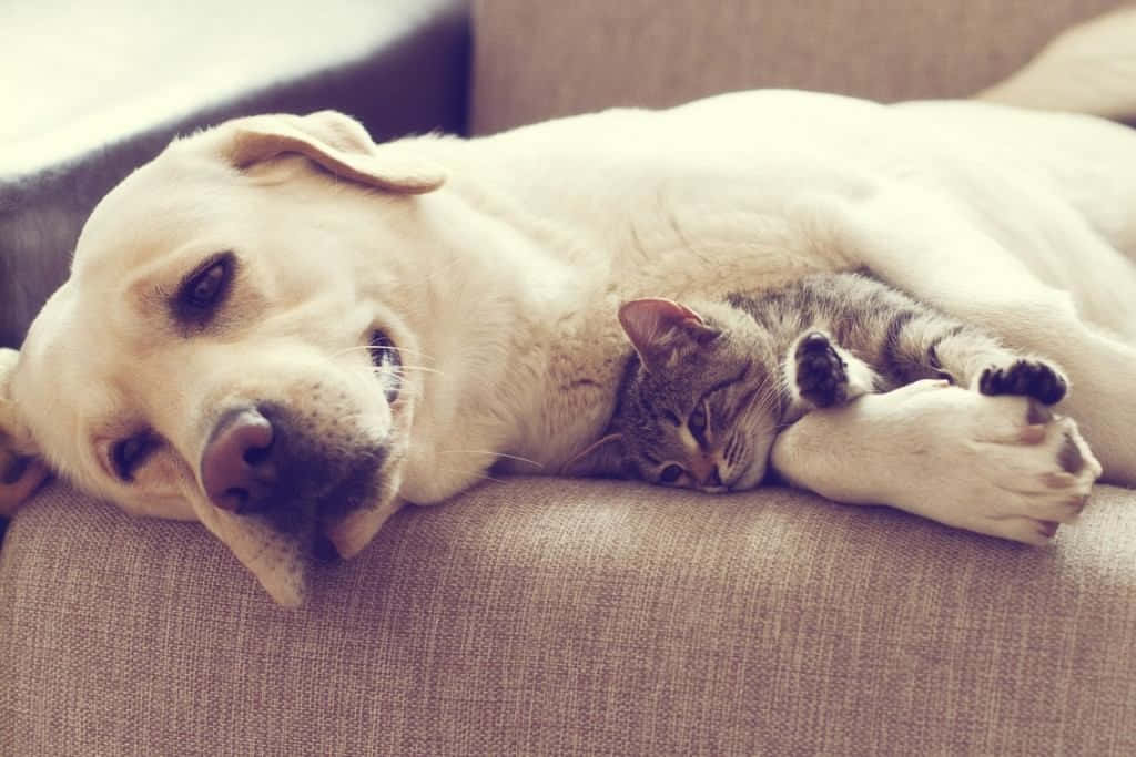 A Dog And A Cat Laying On A Couch